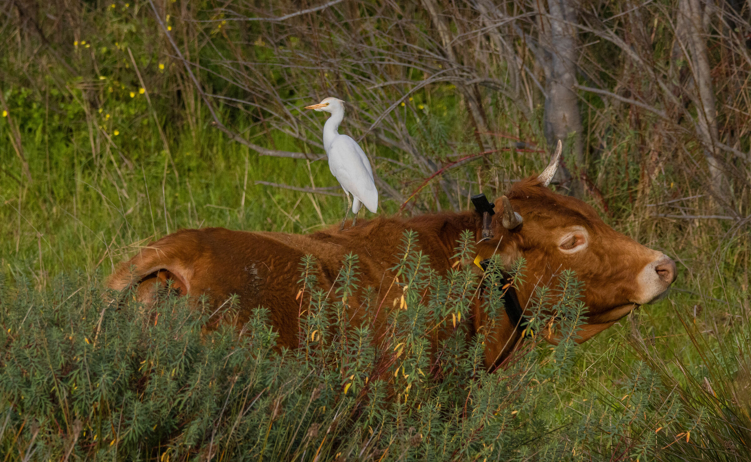 Airone Guardabuoi with Ox