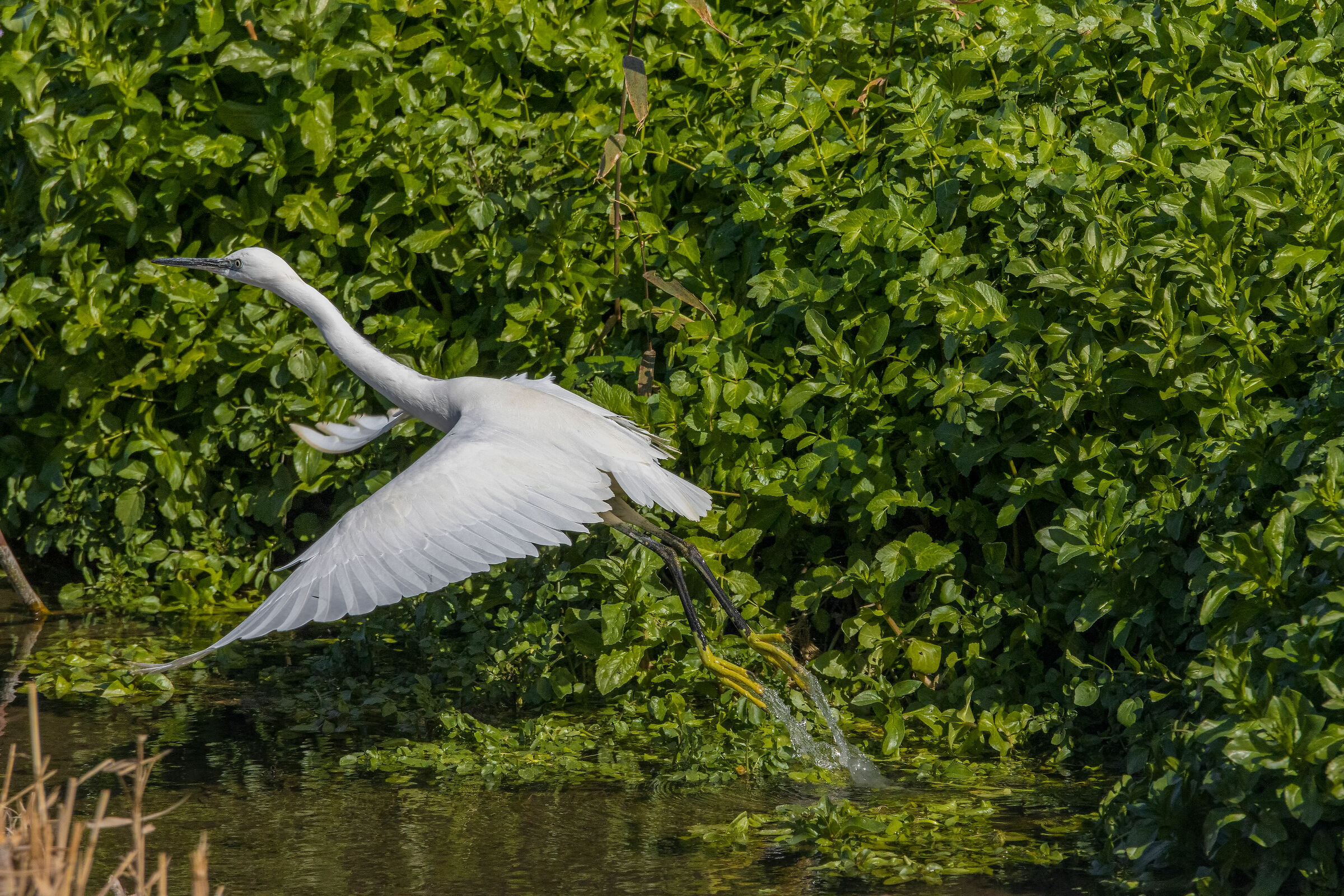 The Egreza's detachment