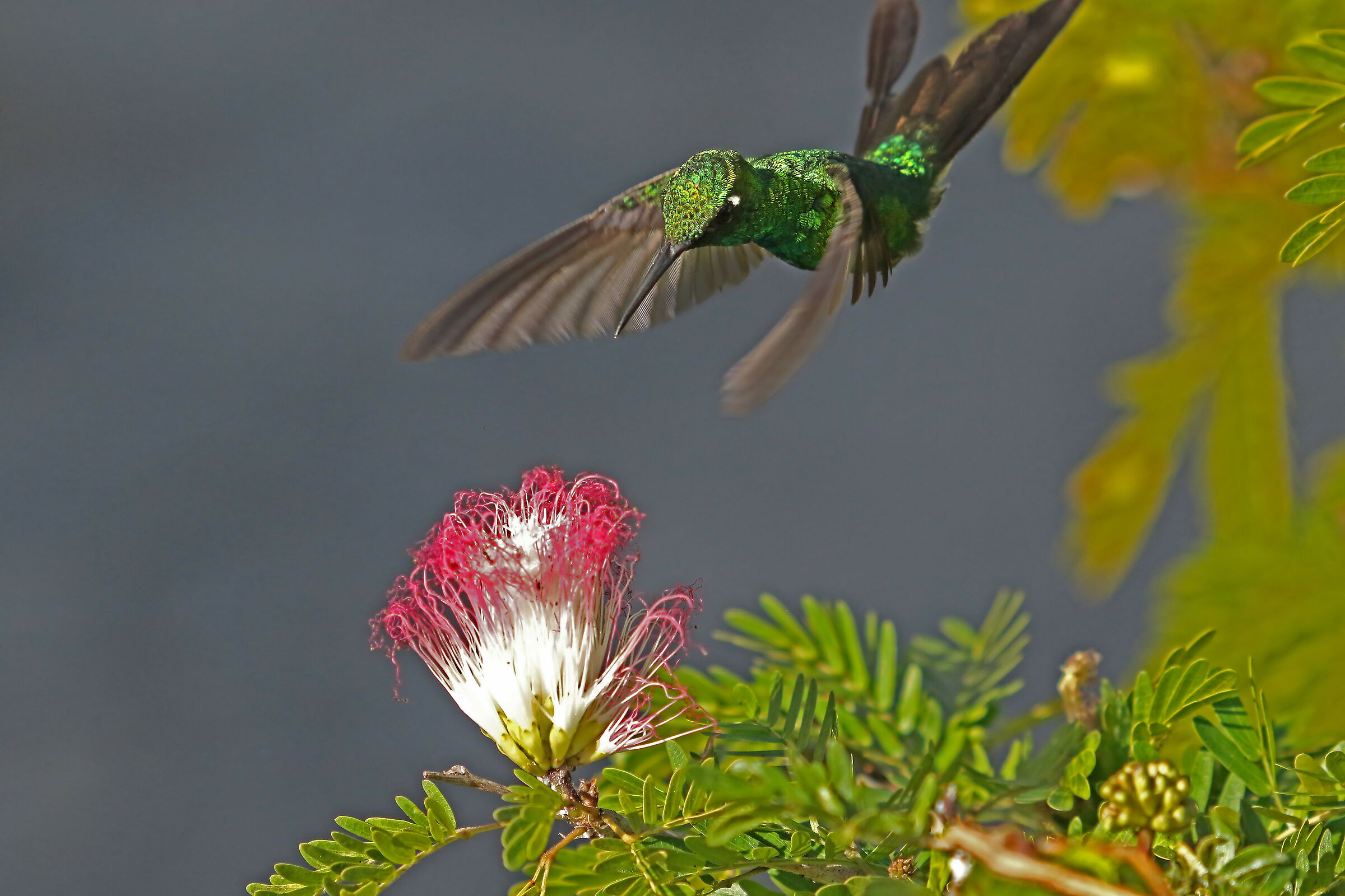 Volando