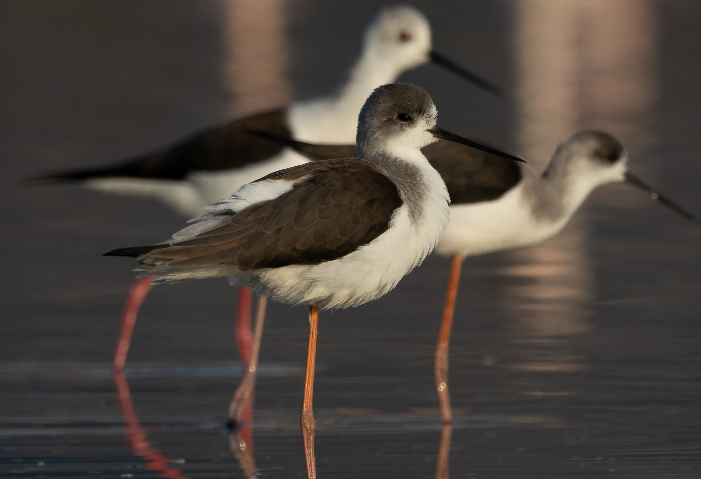 Young Knight of Italy