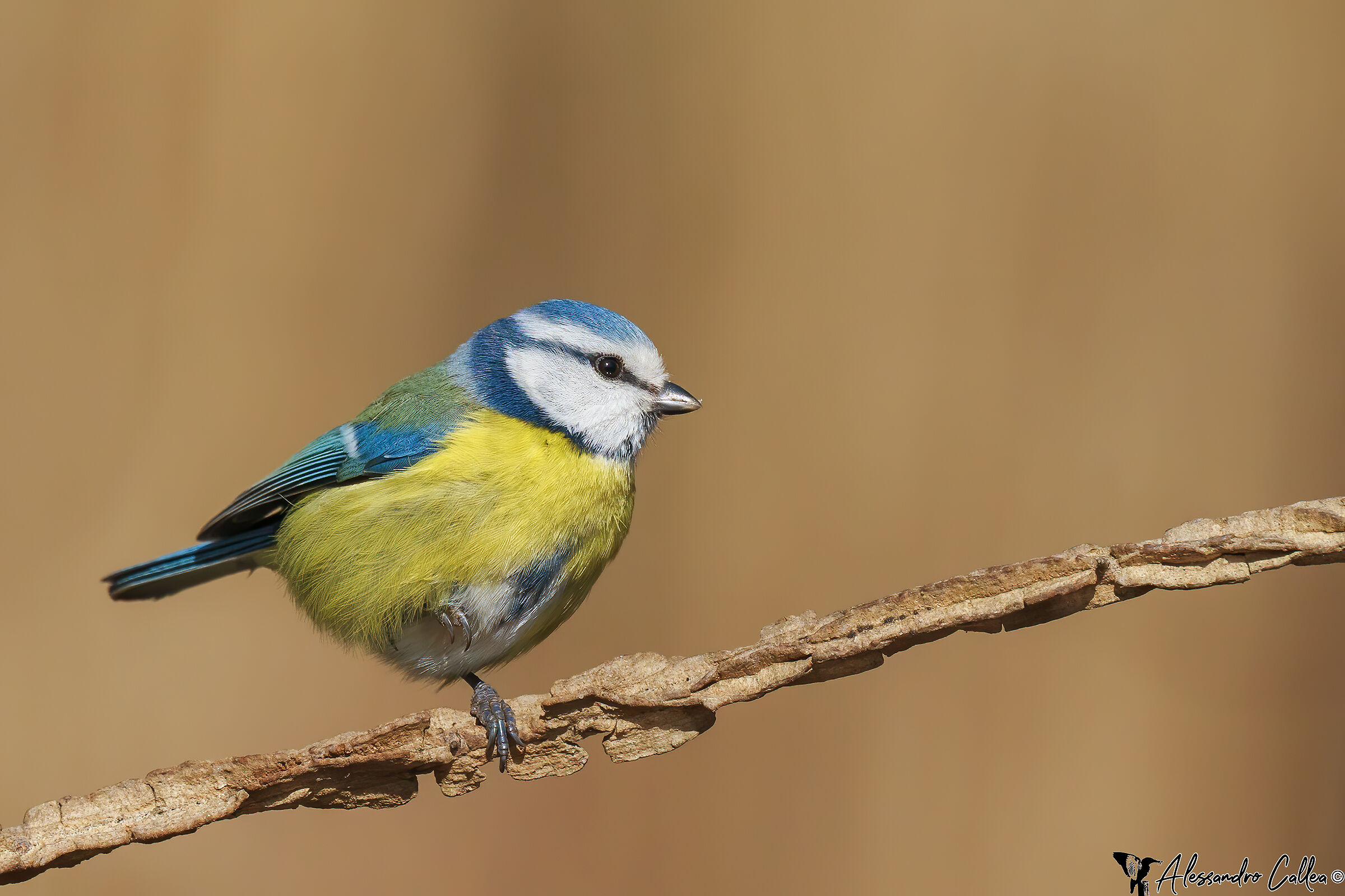 Cinciarella di luna...