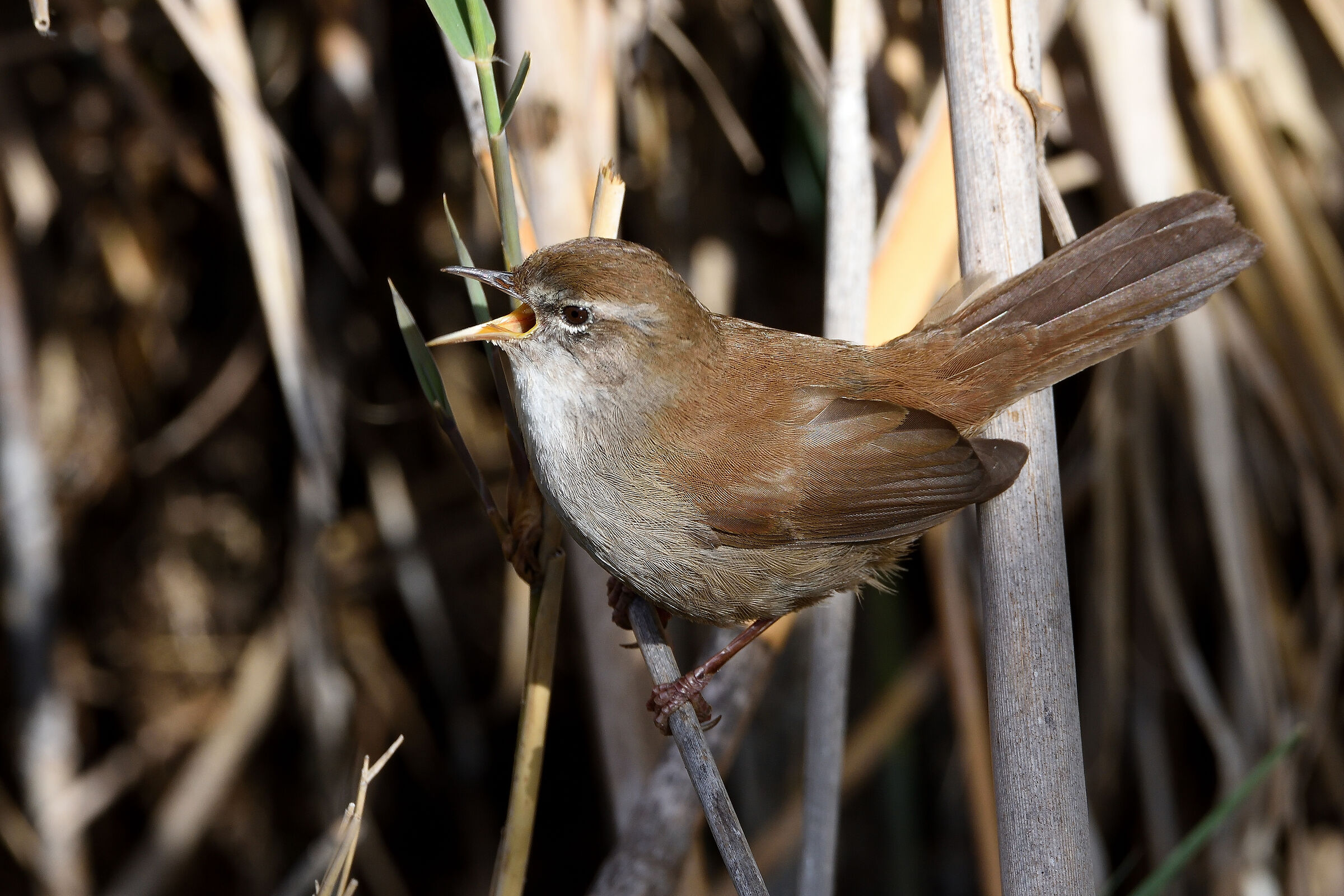 The Song of the Nightingale