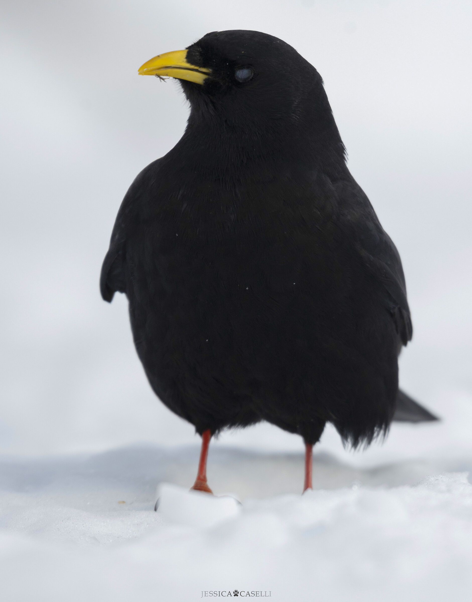 Alpine Chough portrait”