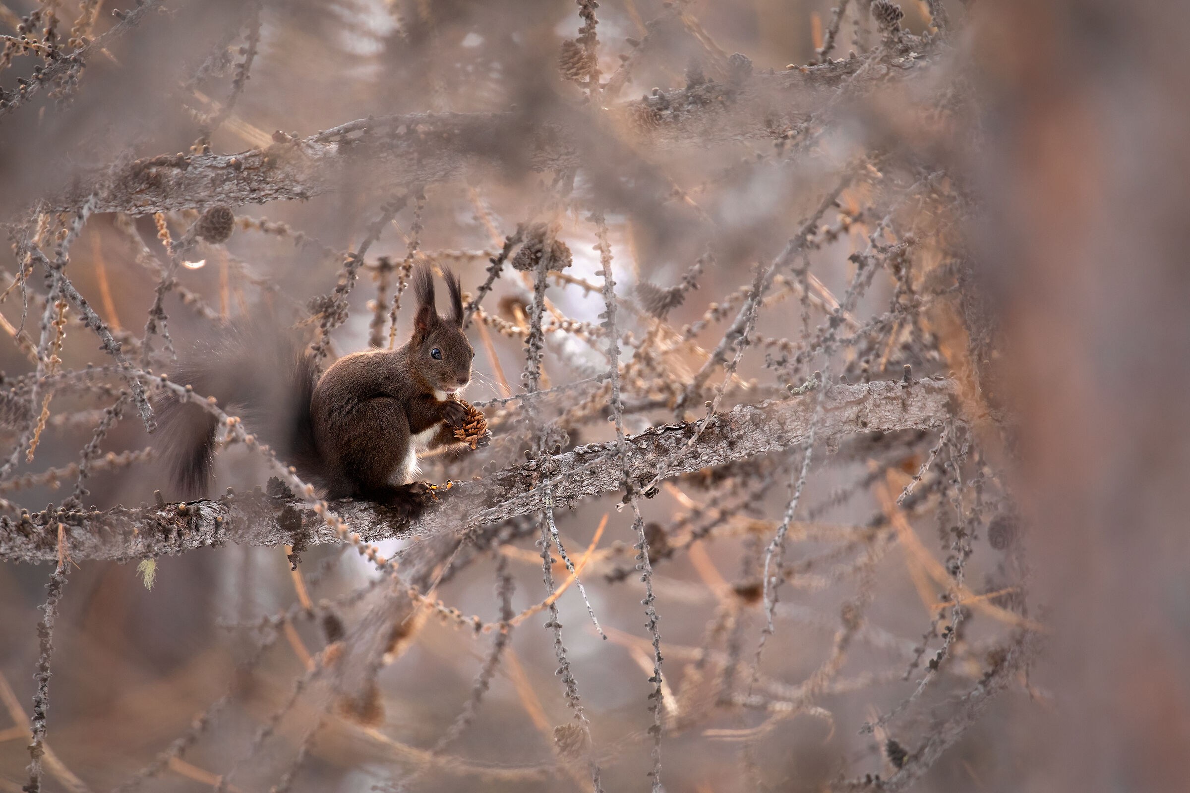 Tra i rami dei larici...