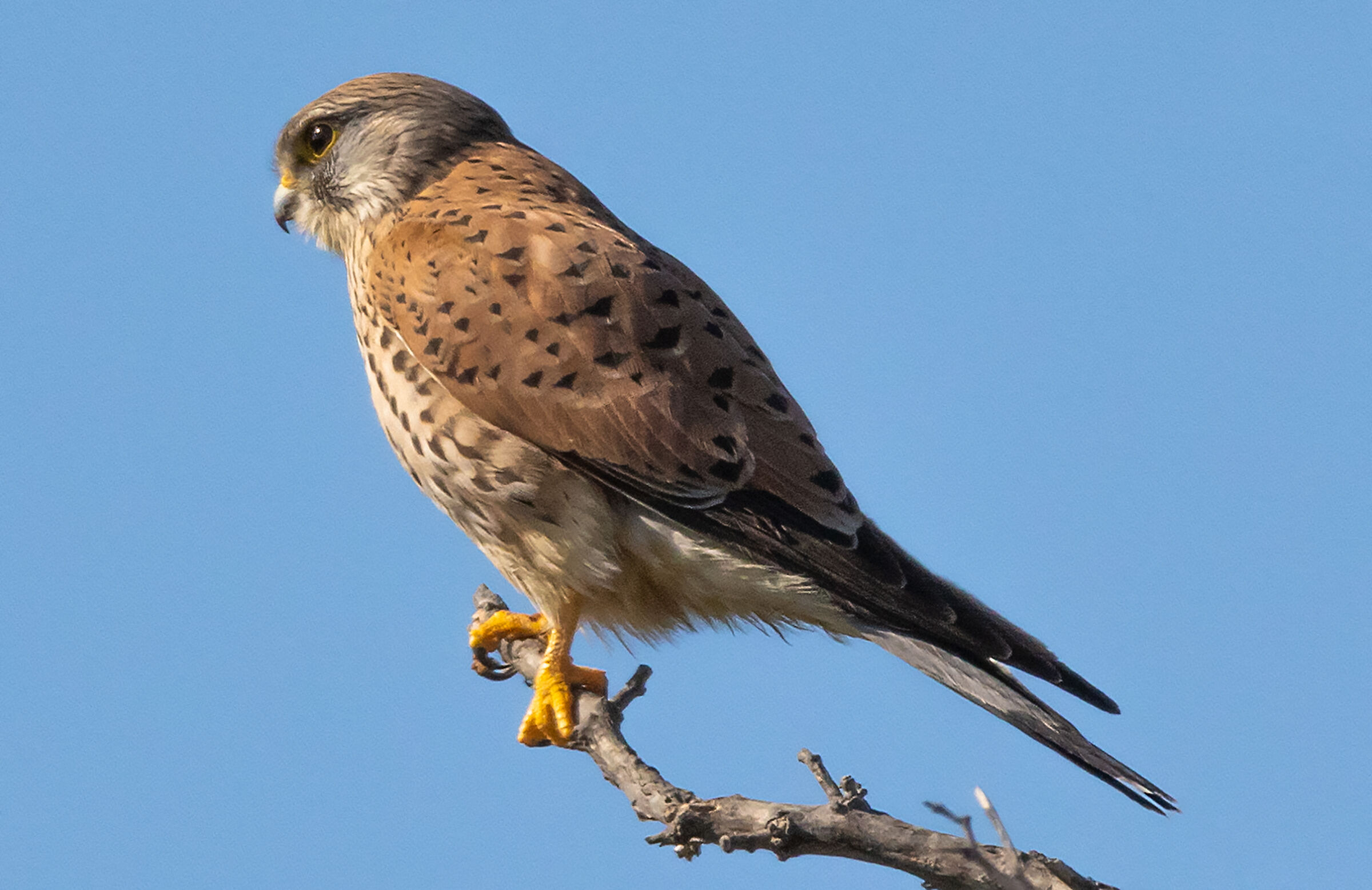 Kestrel
