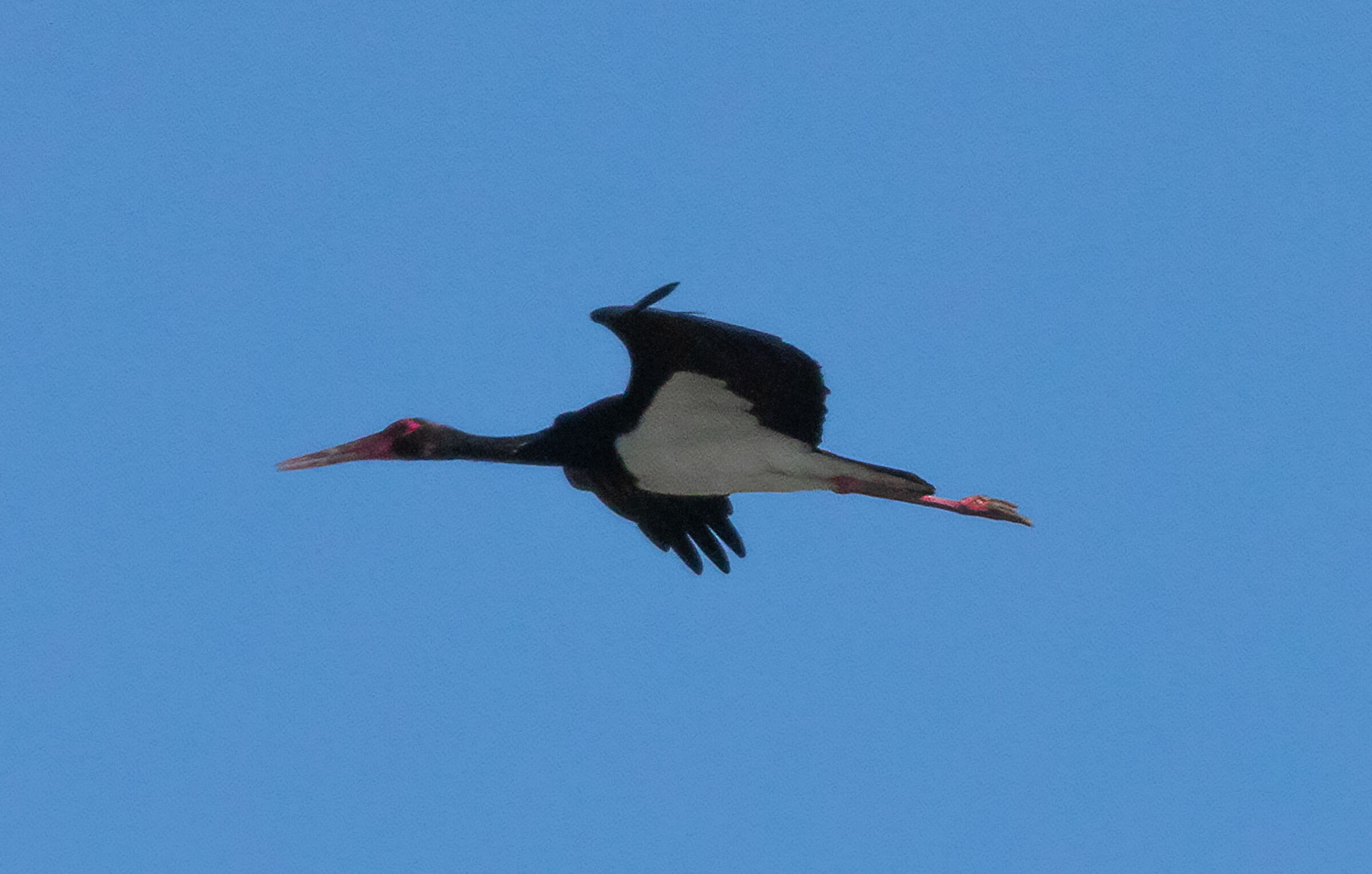 Black stork, documentary photo