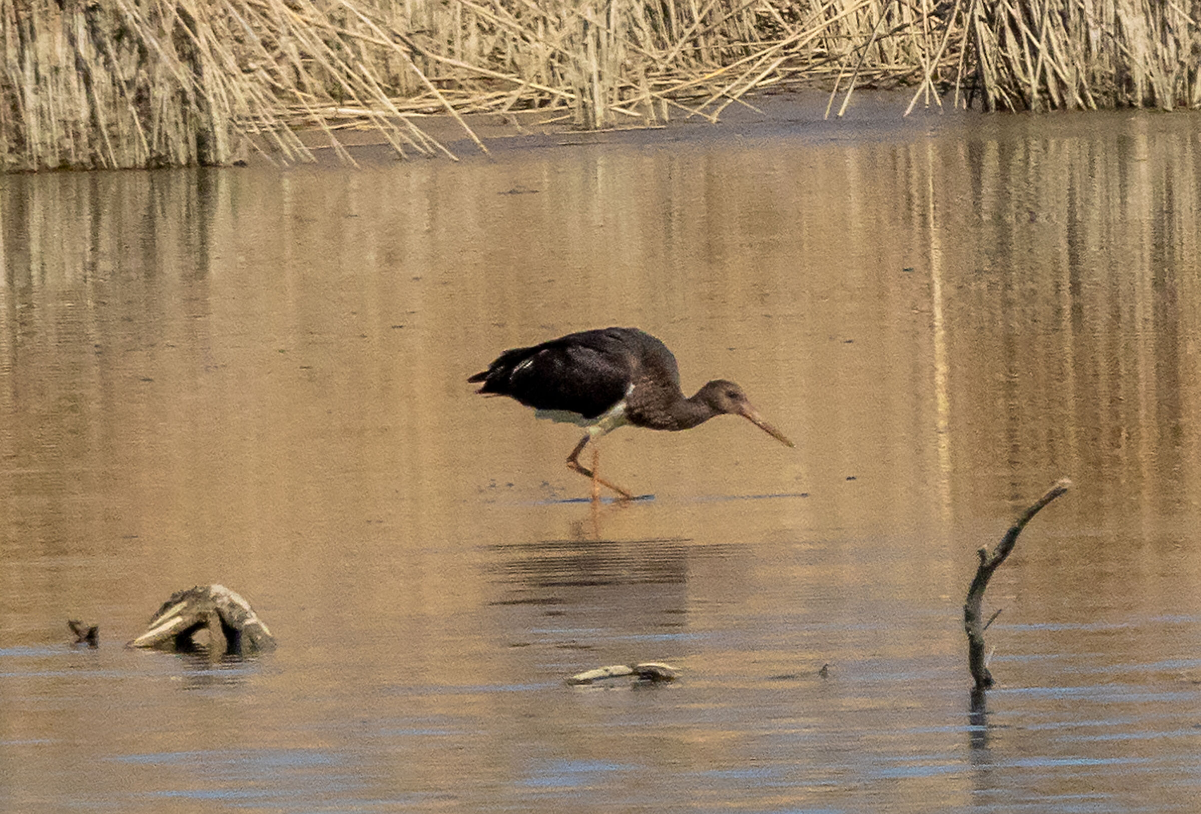 Black stork, documentary photo
