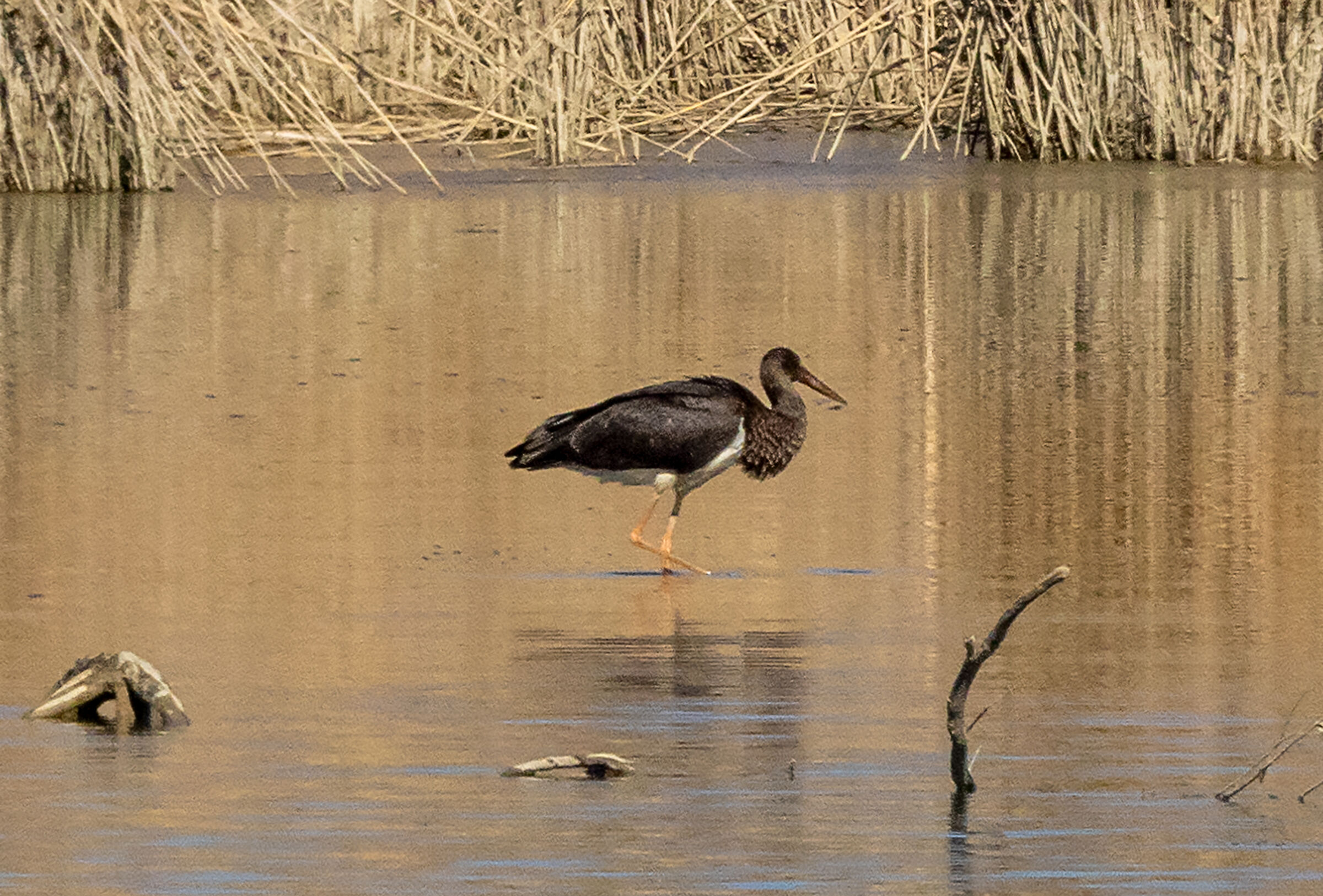 Black stork, documentary photo