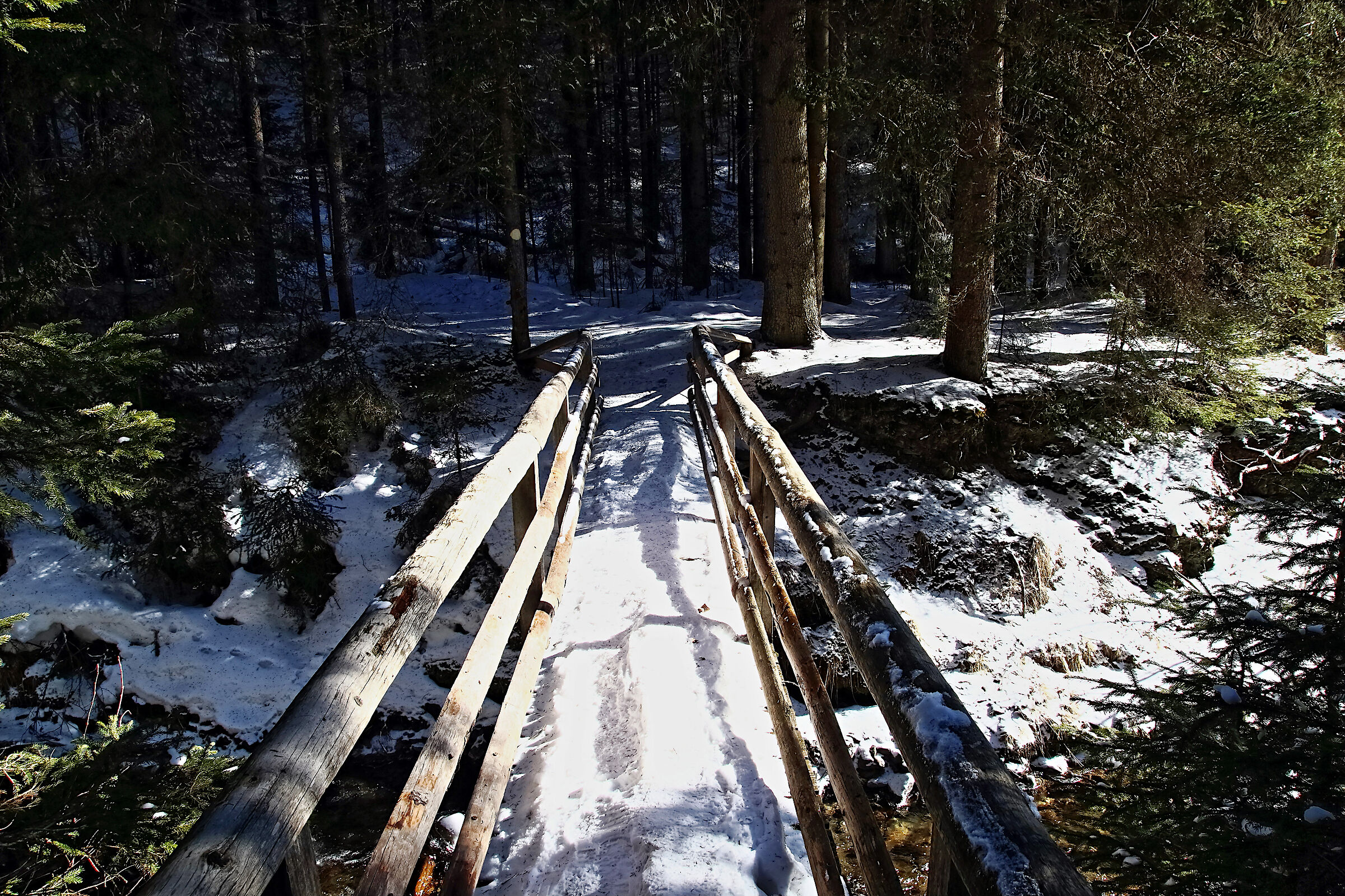 In the Casies Valley Forest (High Pusteria)