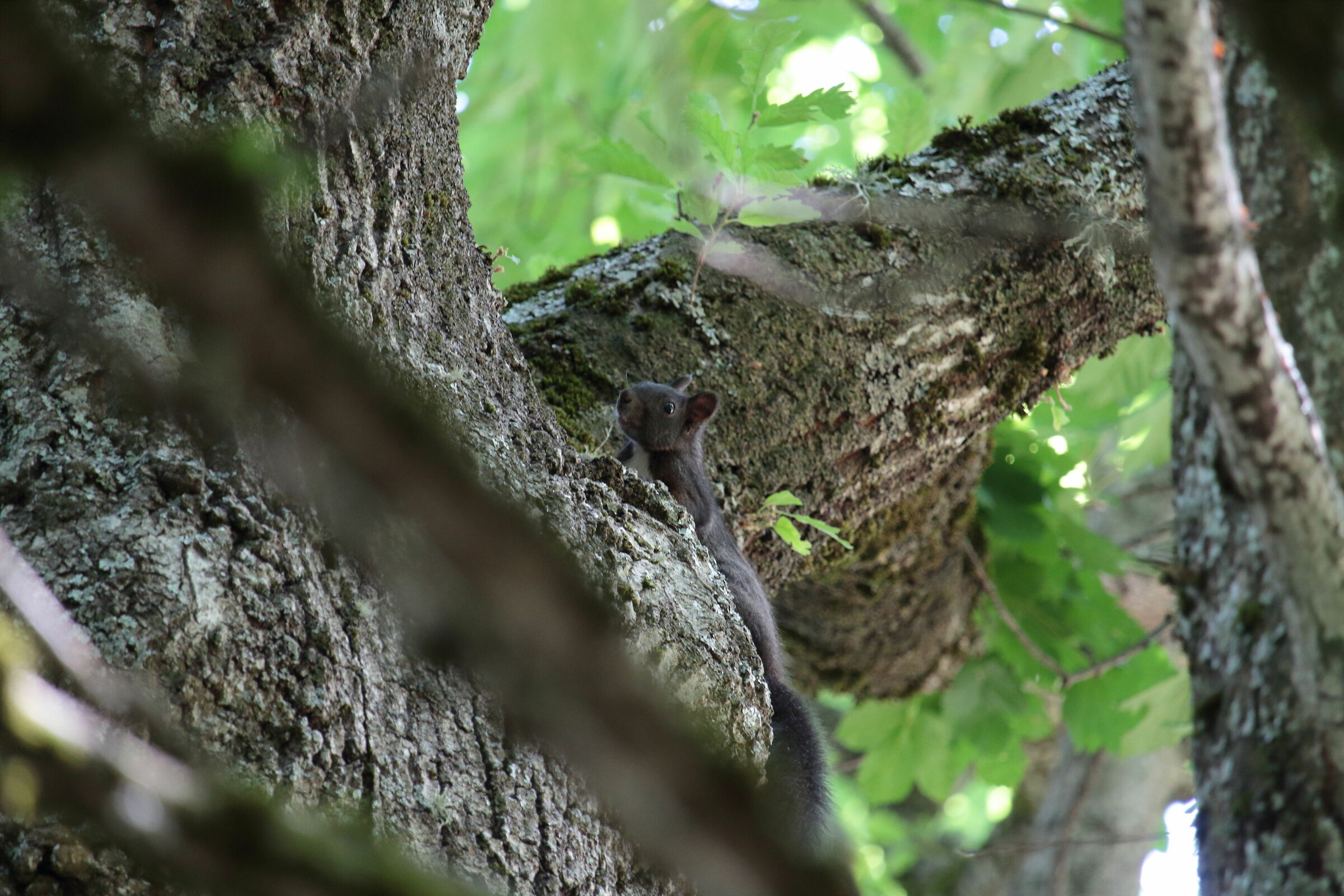 scoiattolo meridionale