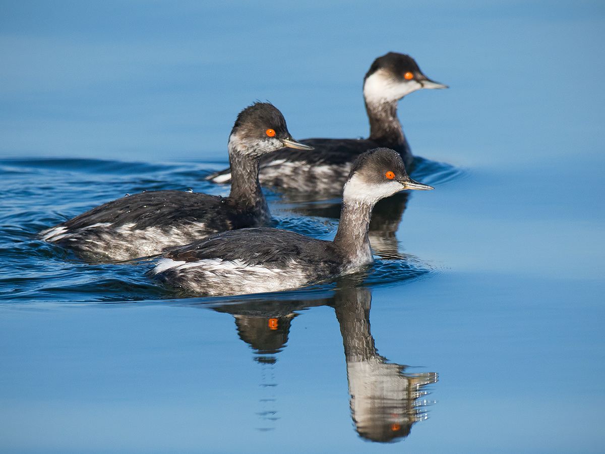 Svassi piccoli in formazione
