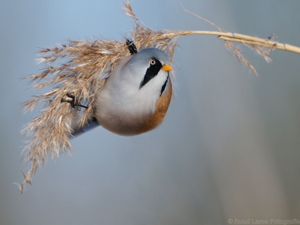 Bearded Reedling at diner
