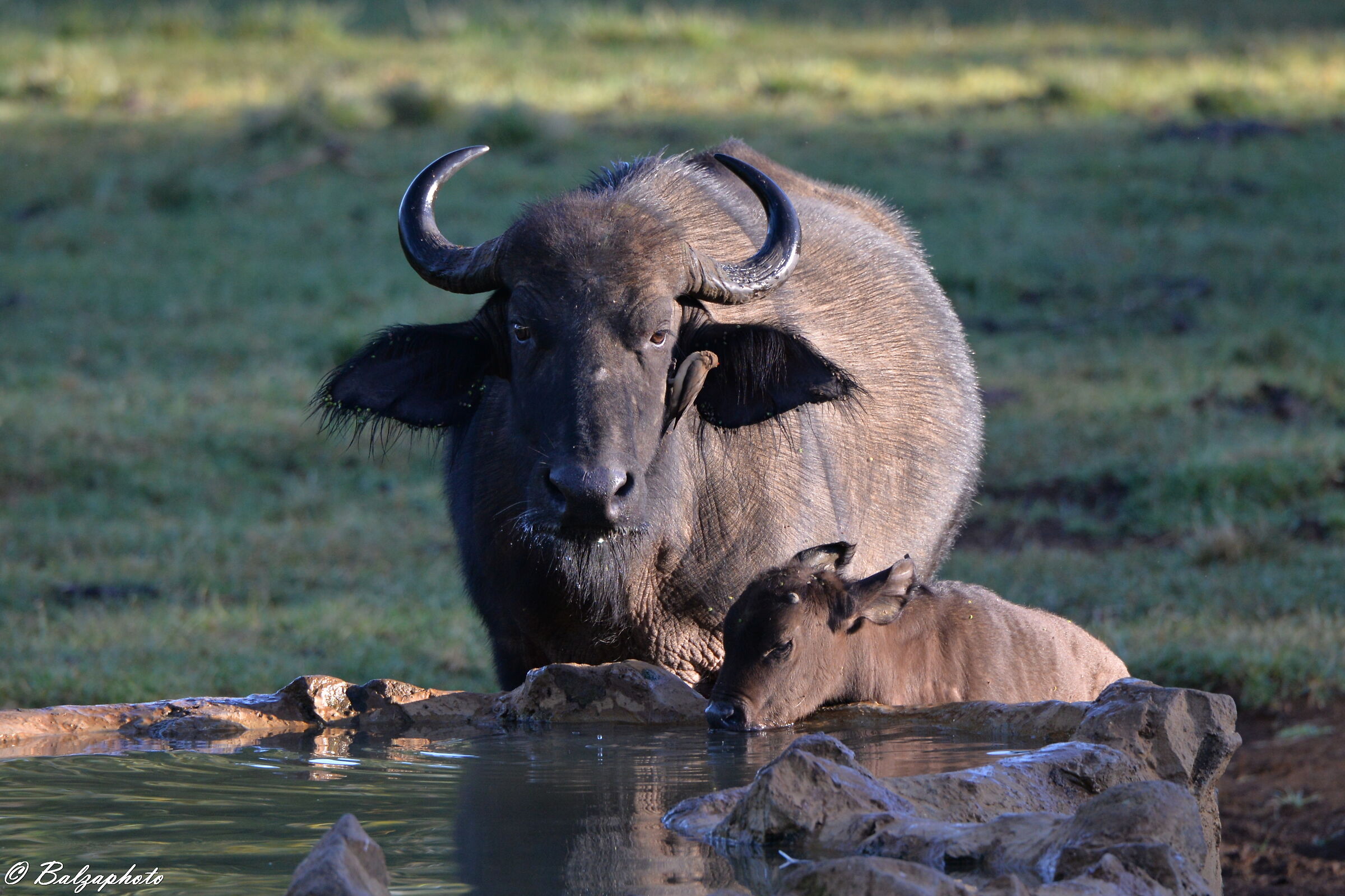 African buffalo with small to quench your quenching