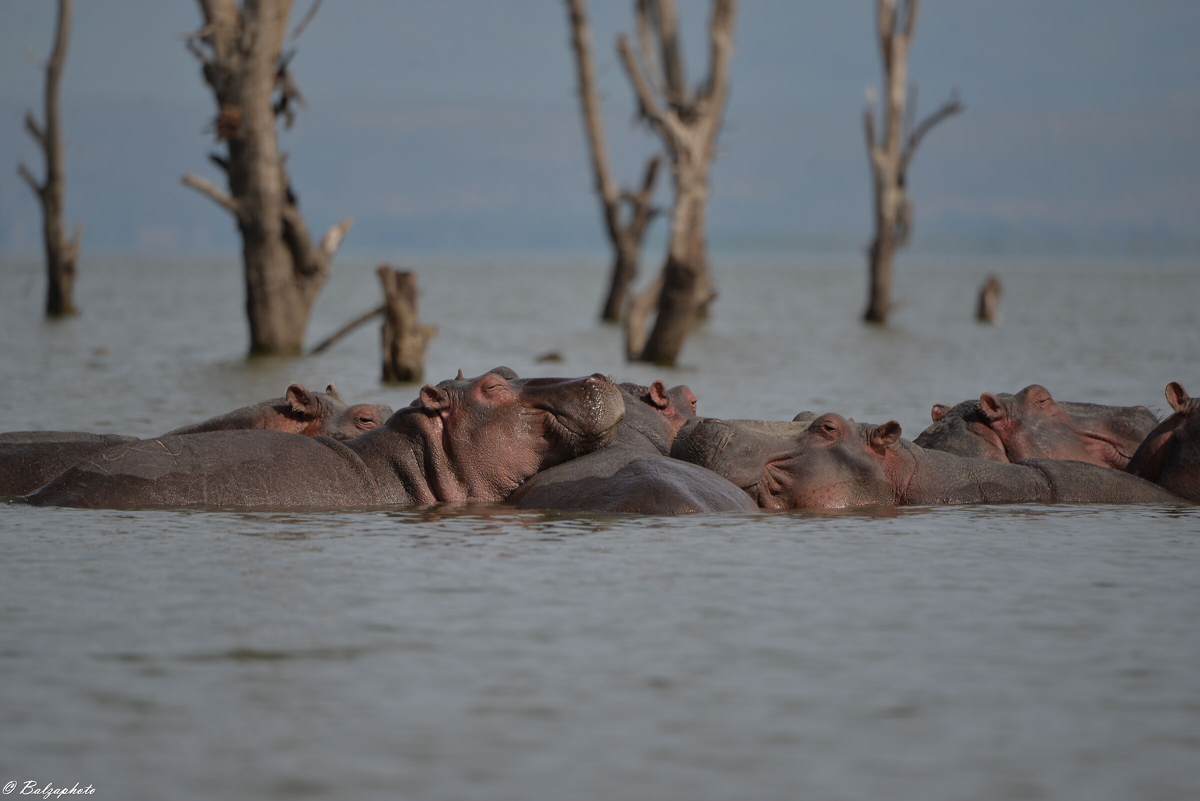 Full hippos' family in the lake