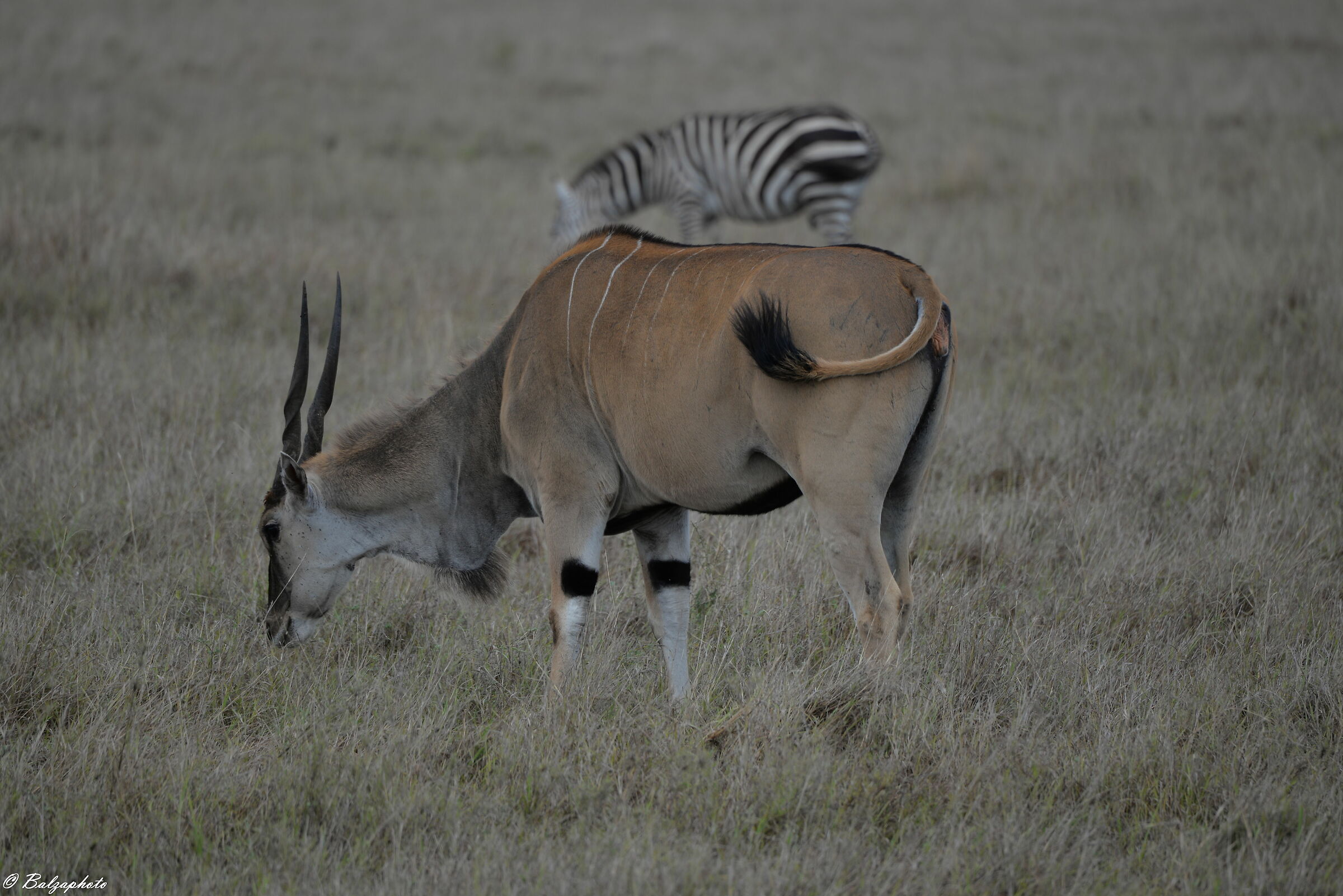Antelope alcina and zebra in a tail game