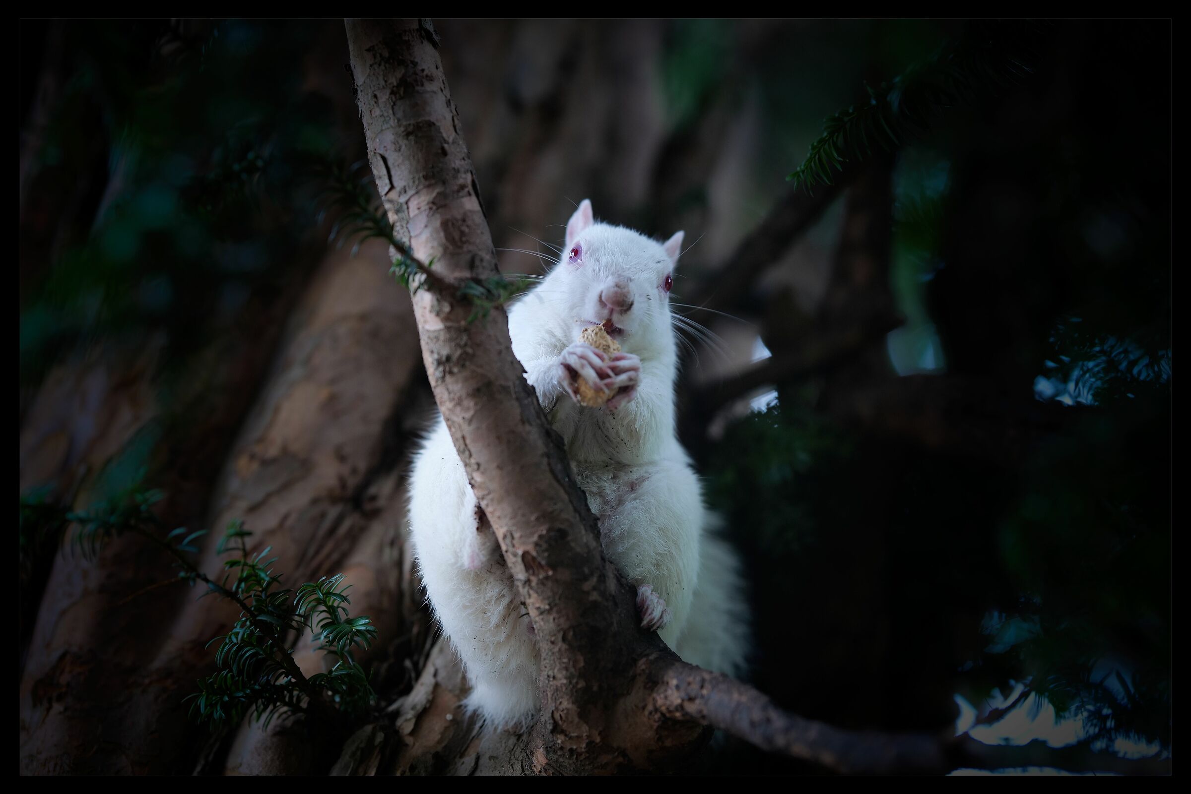 Albino squirrel