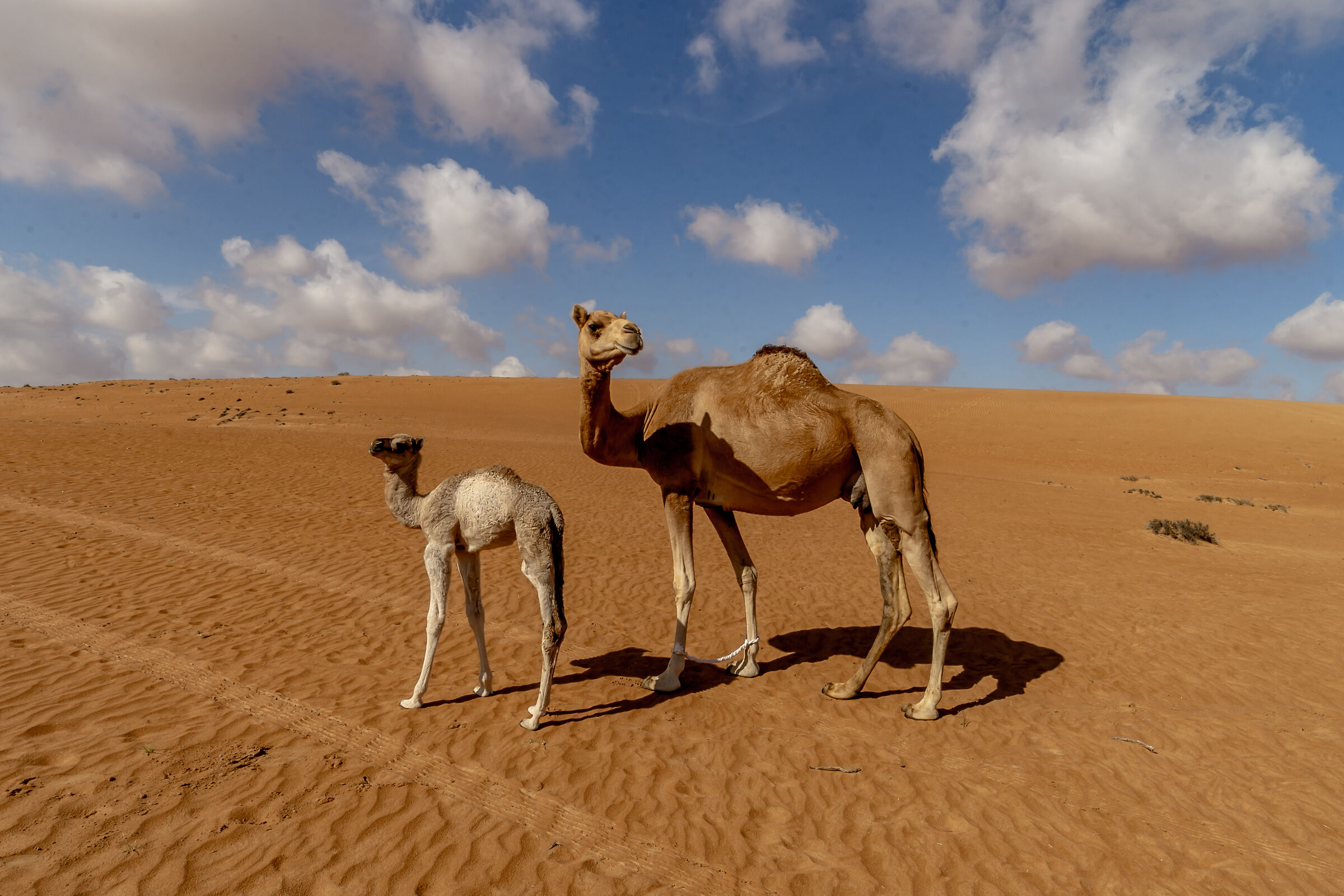 Incontri nel deserto dell'Oman