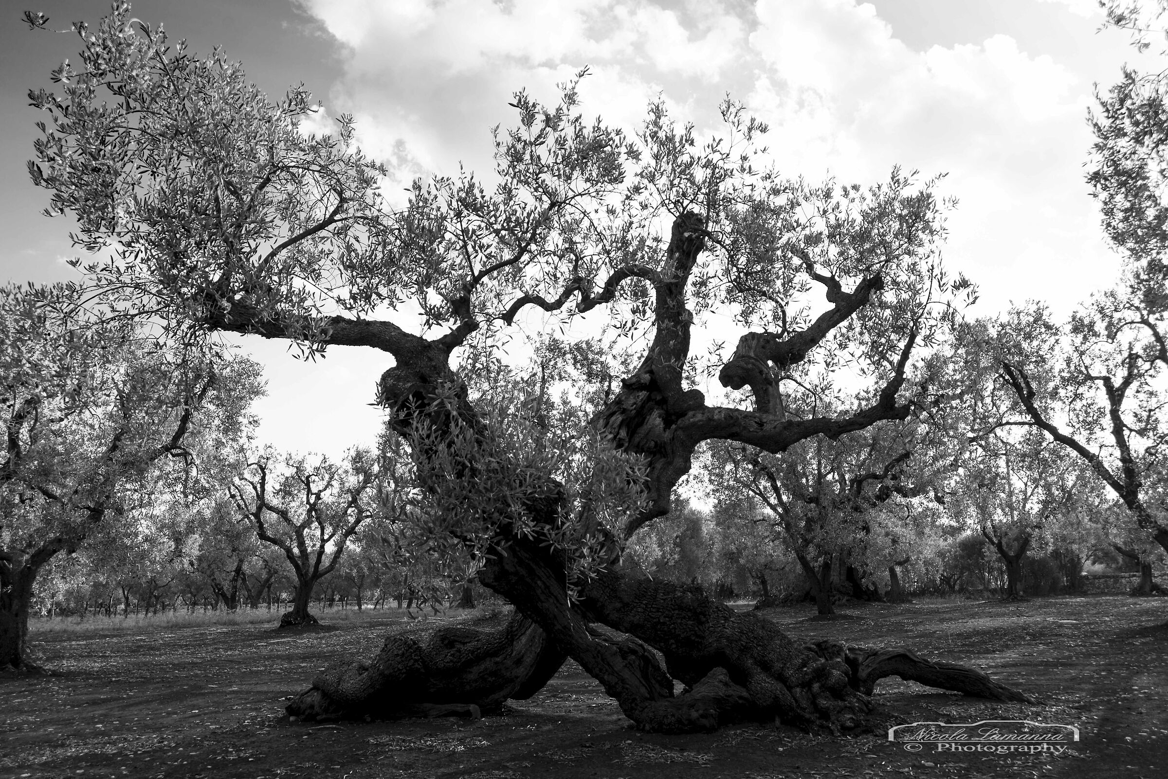 Olive trees
