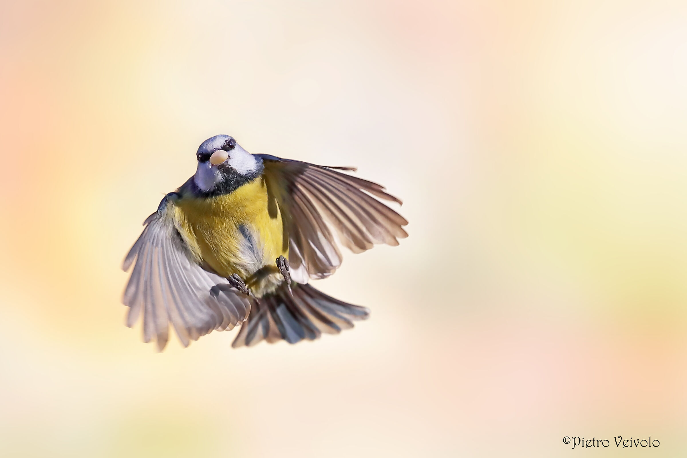 Acrobazie per un Pinolo -1