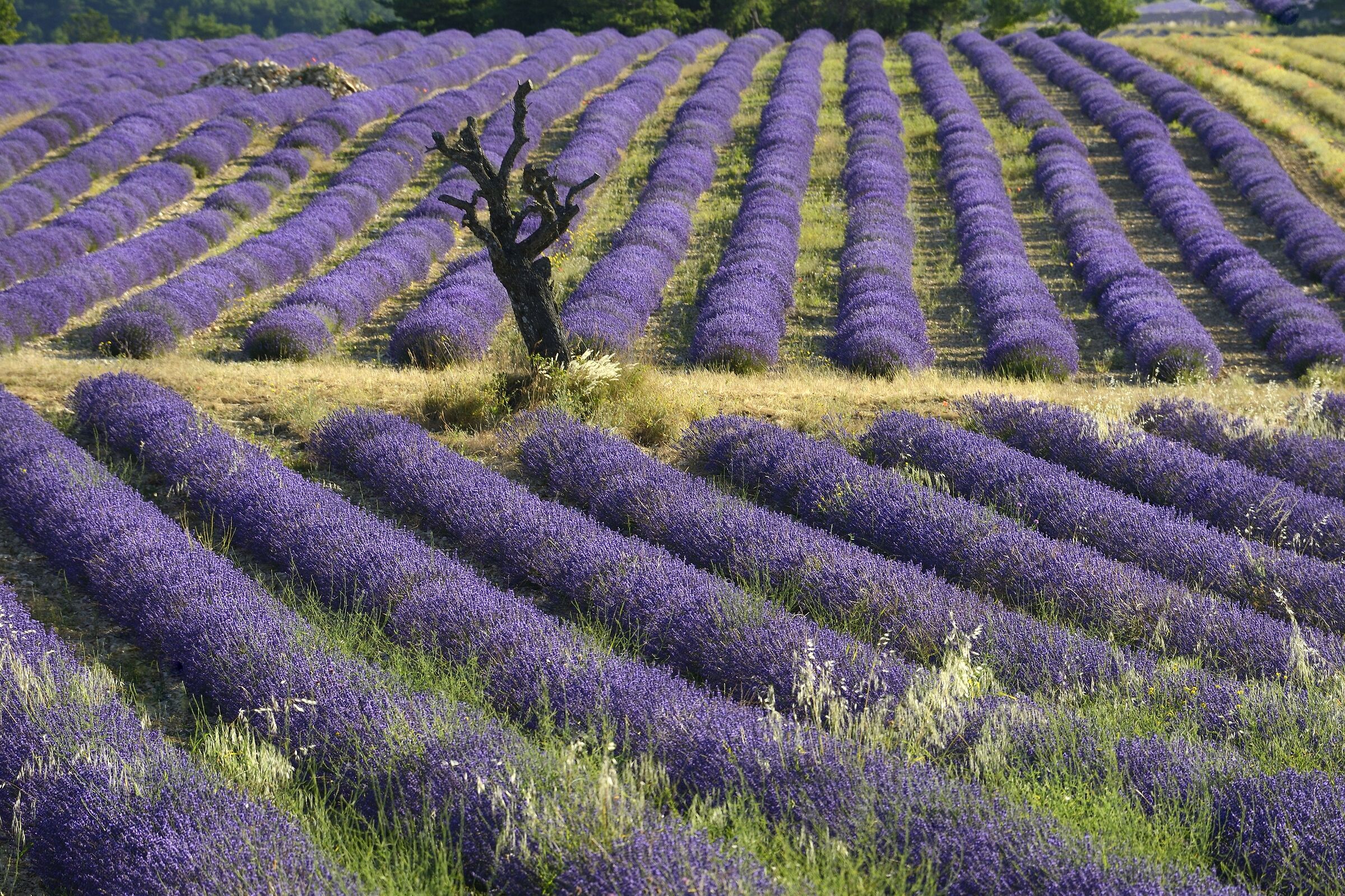 Ferrassières, Provenza