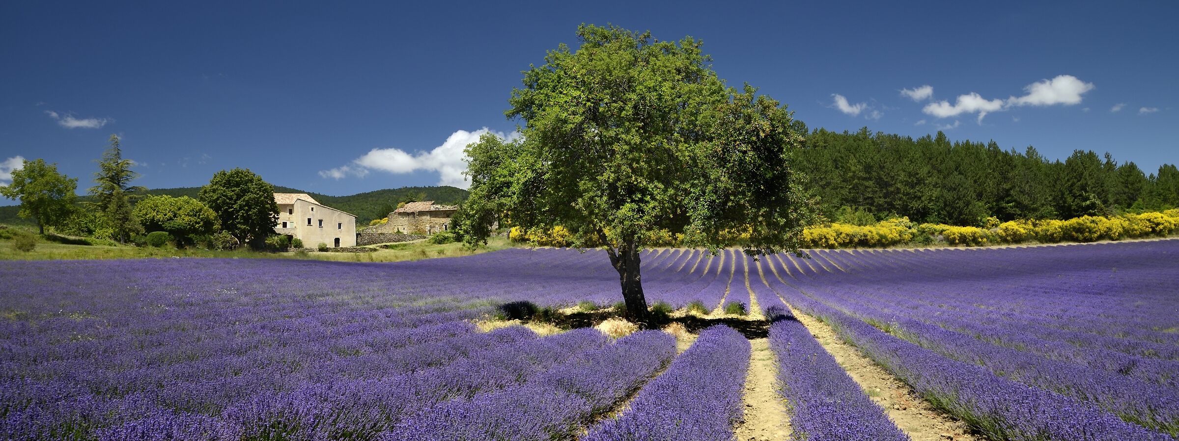 Sault, sulla strada per Saint Trinit, Provenza