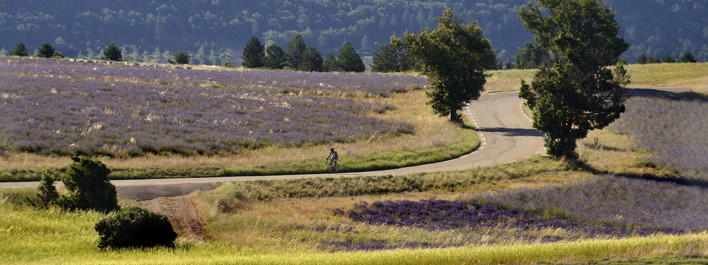 Sault, sulla strada per Monieux, Provenza