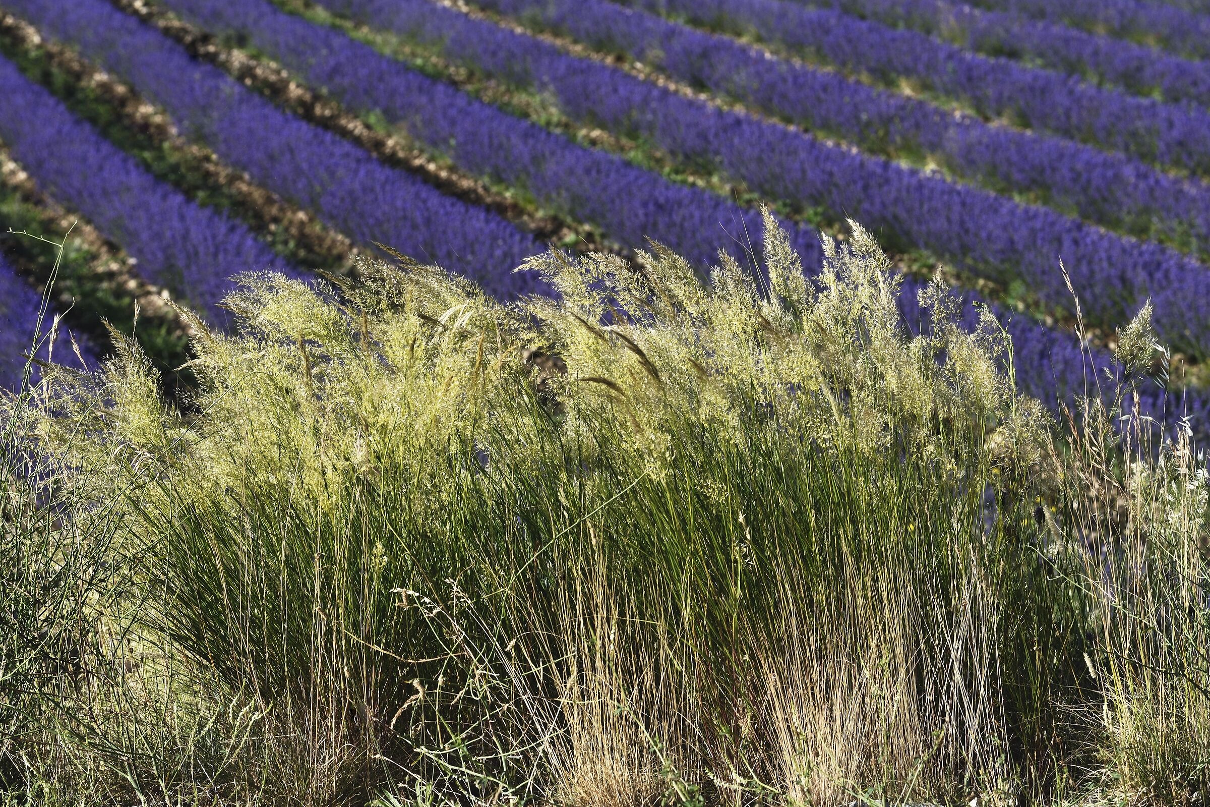 Ferrassières, Provenza