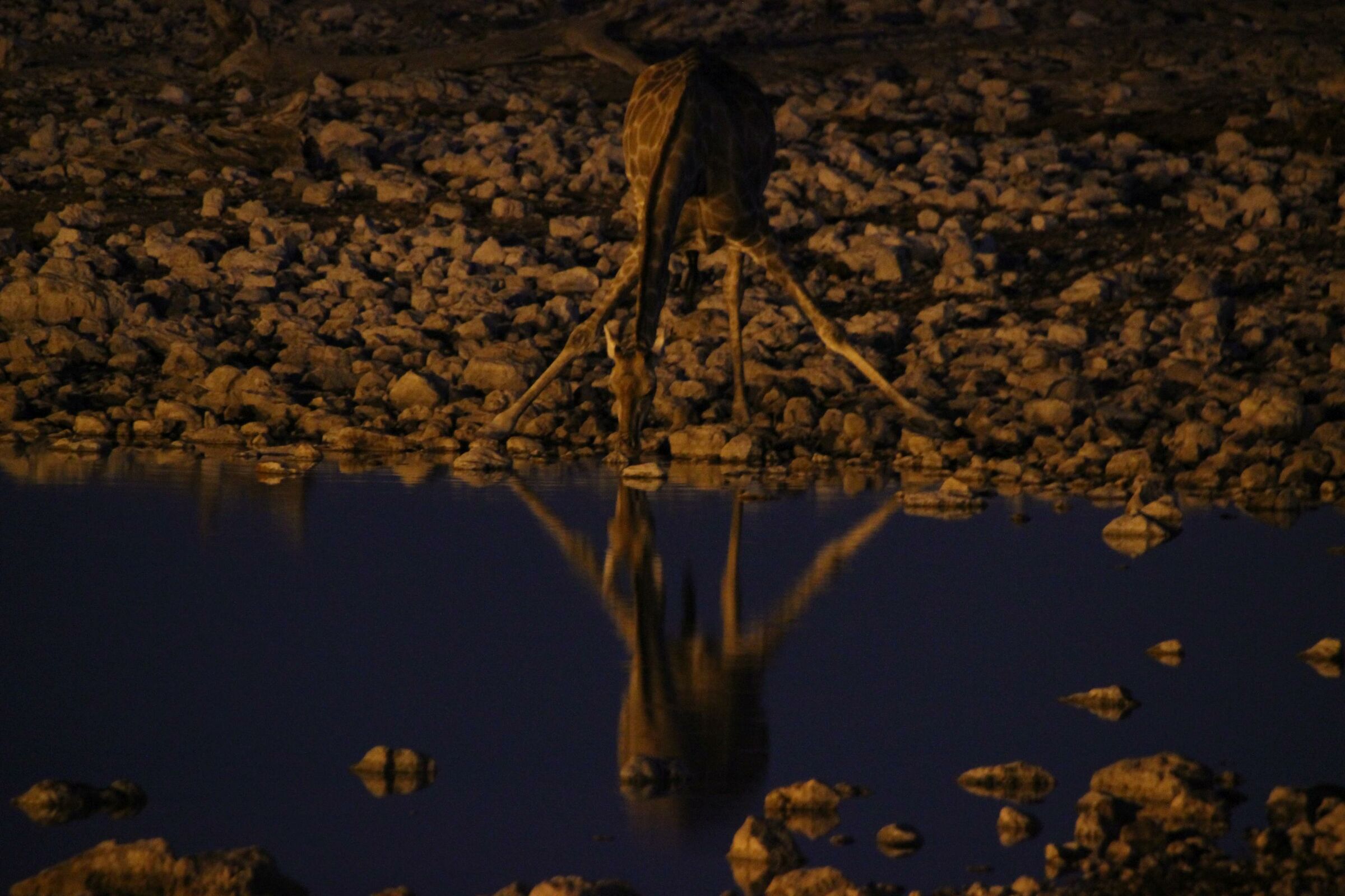 Giraffa ... nottambula!