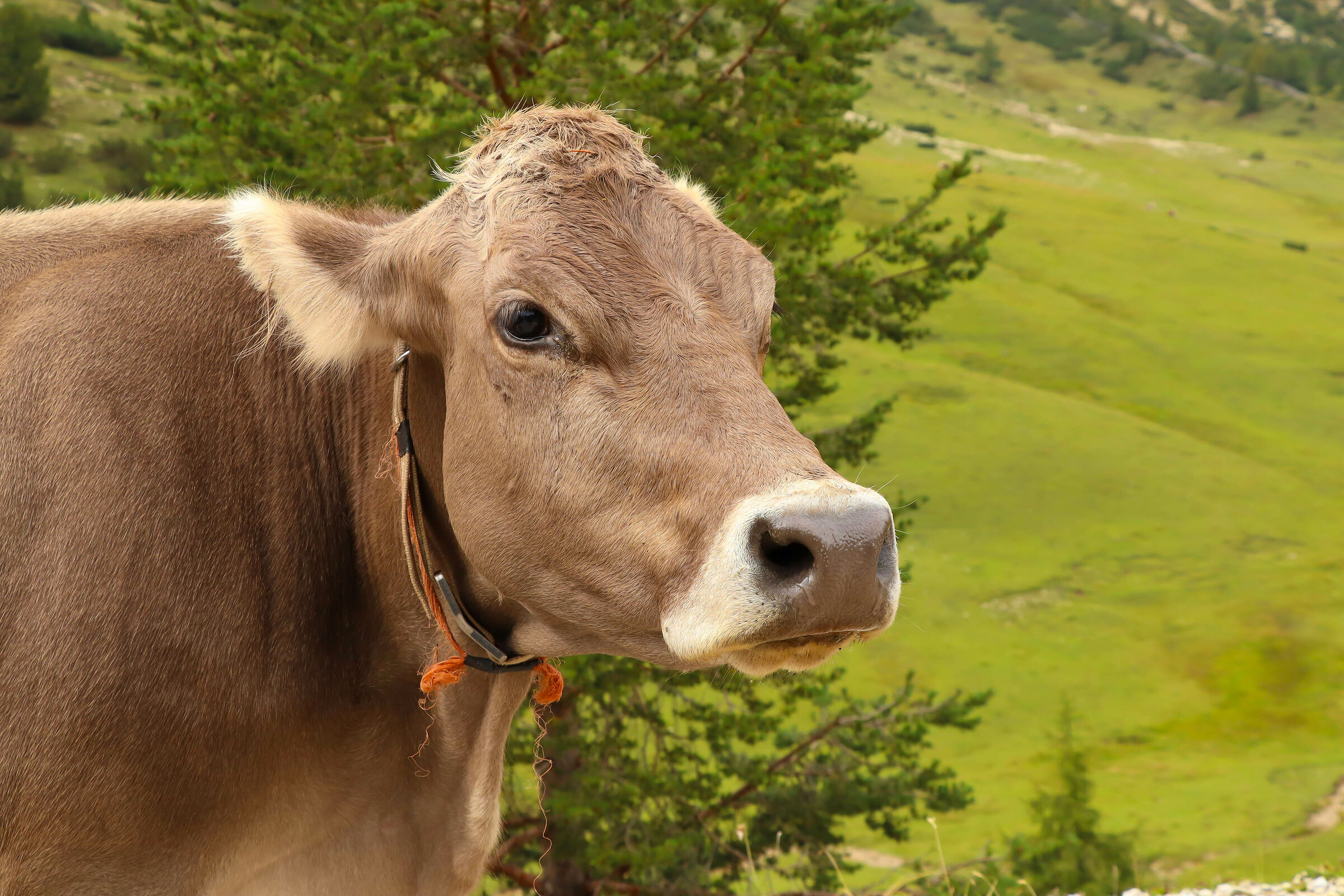 Tirolese Cow