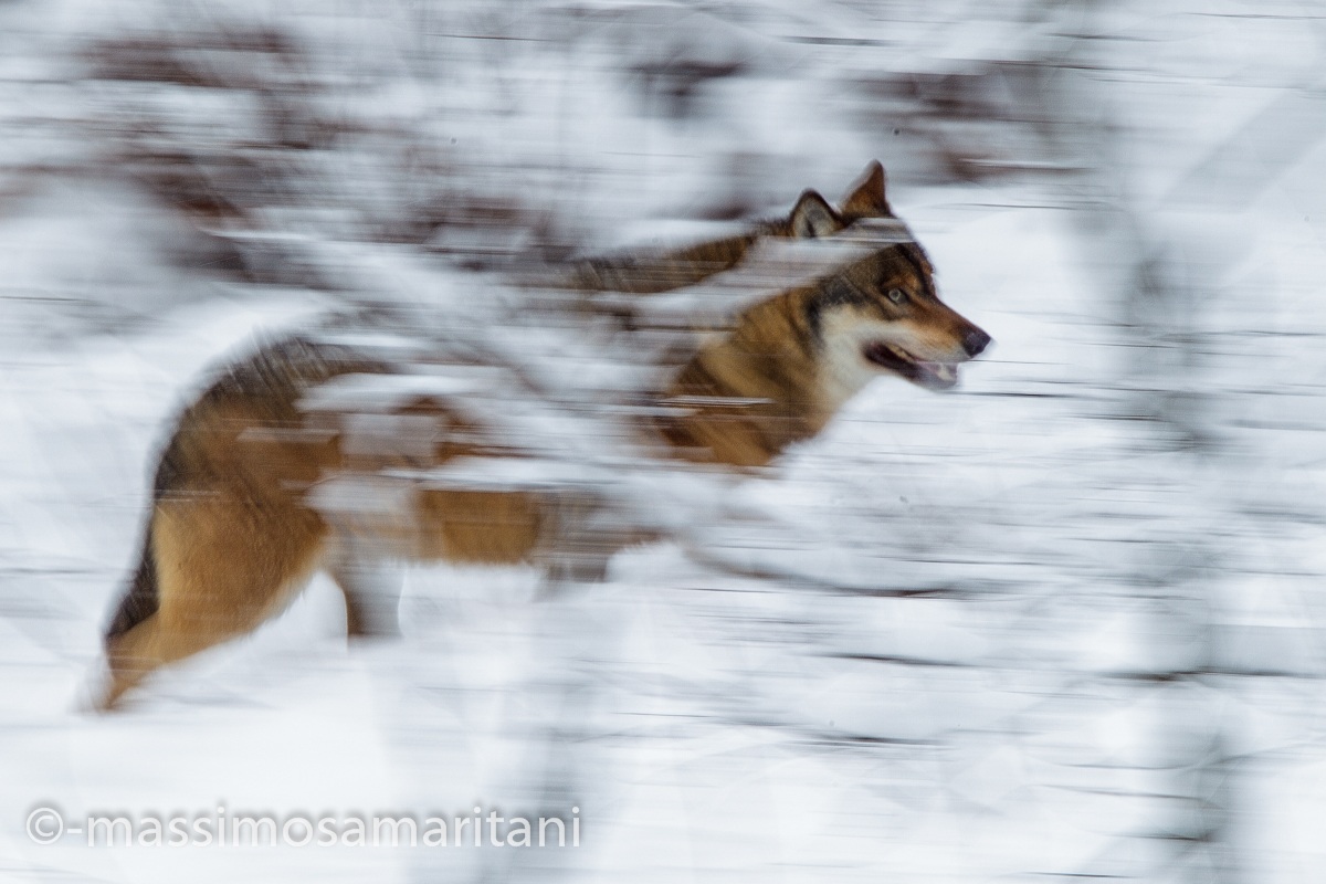 Wolf at the Bayerischer ...