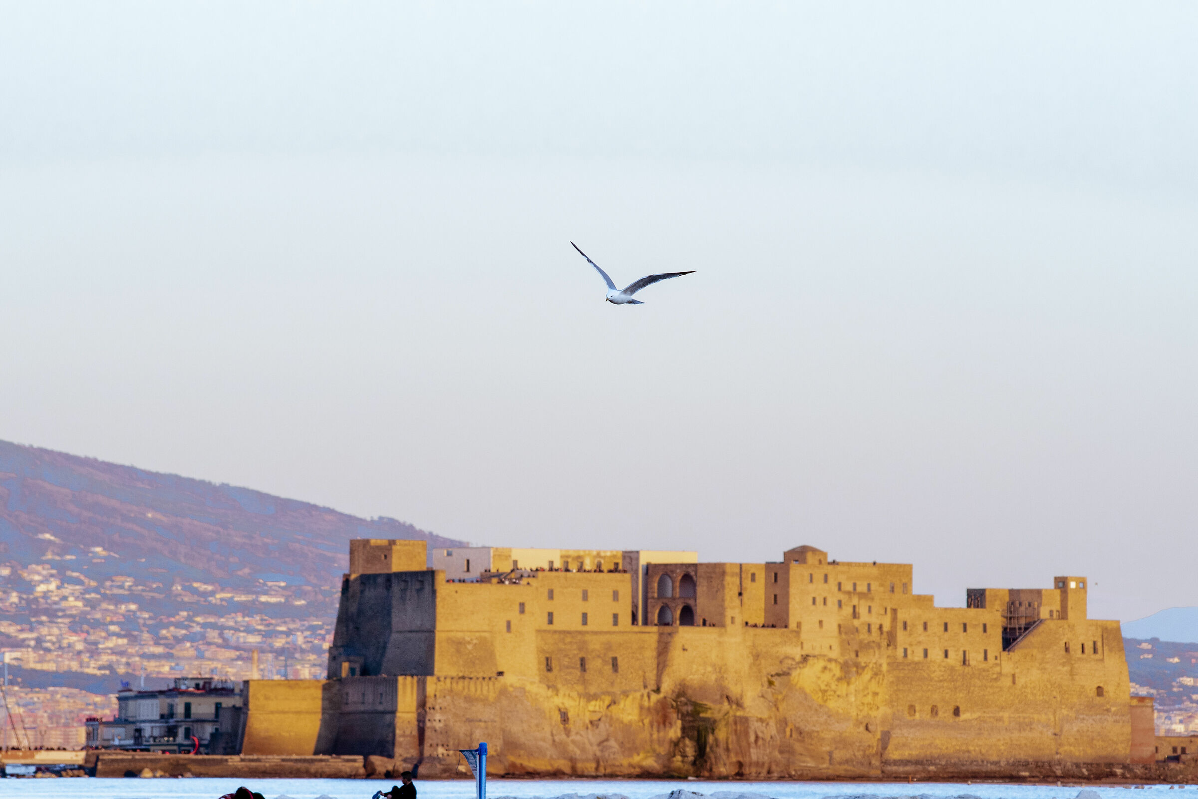 Gabbiano su Castel dell'Ovo