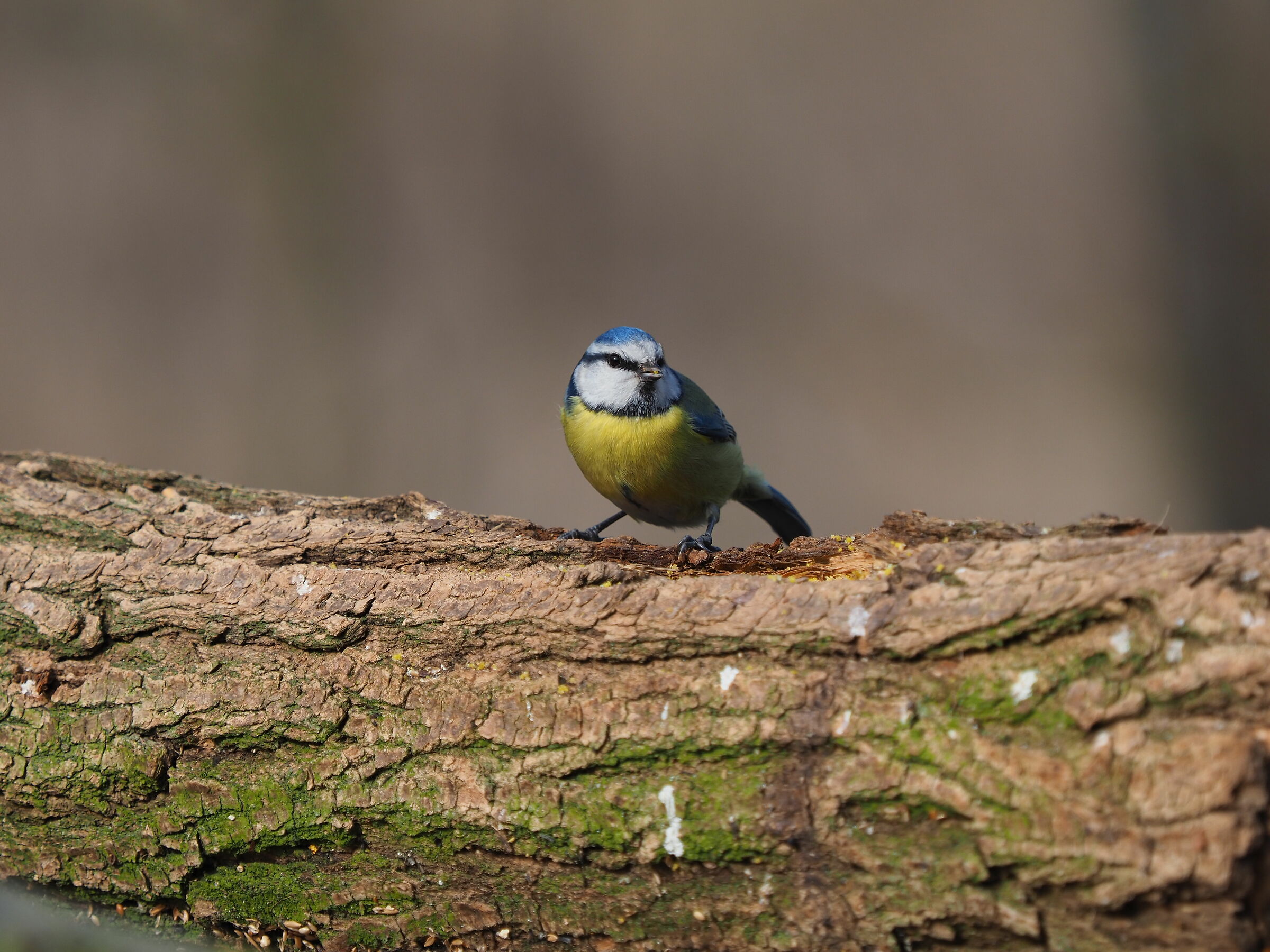 Cinciarella a pranzo