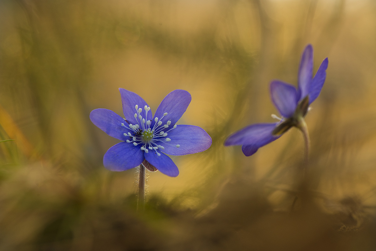 Assaggio di primavera