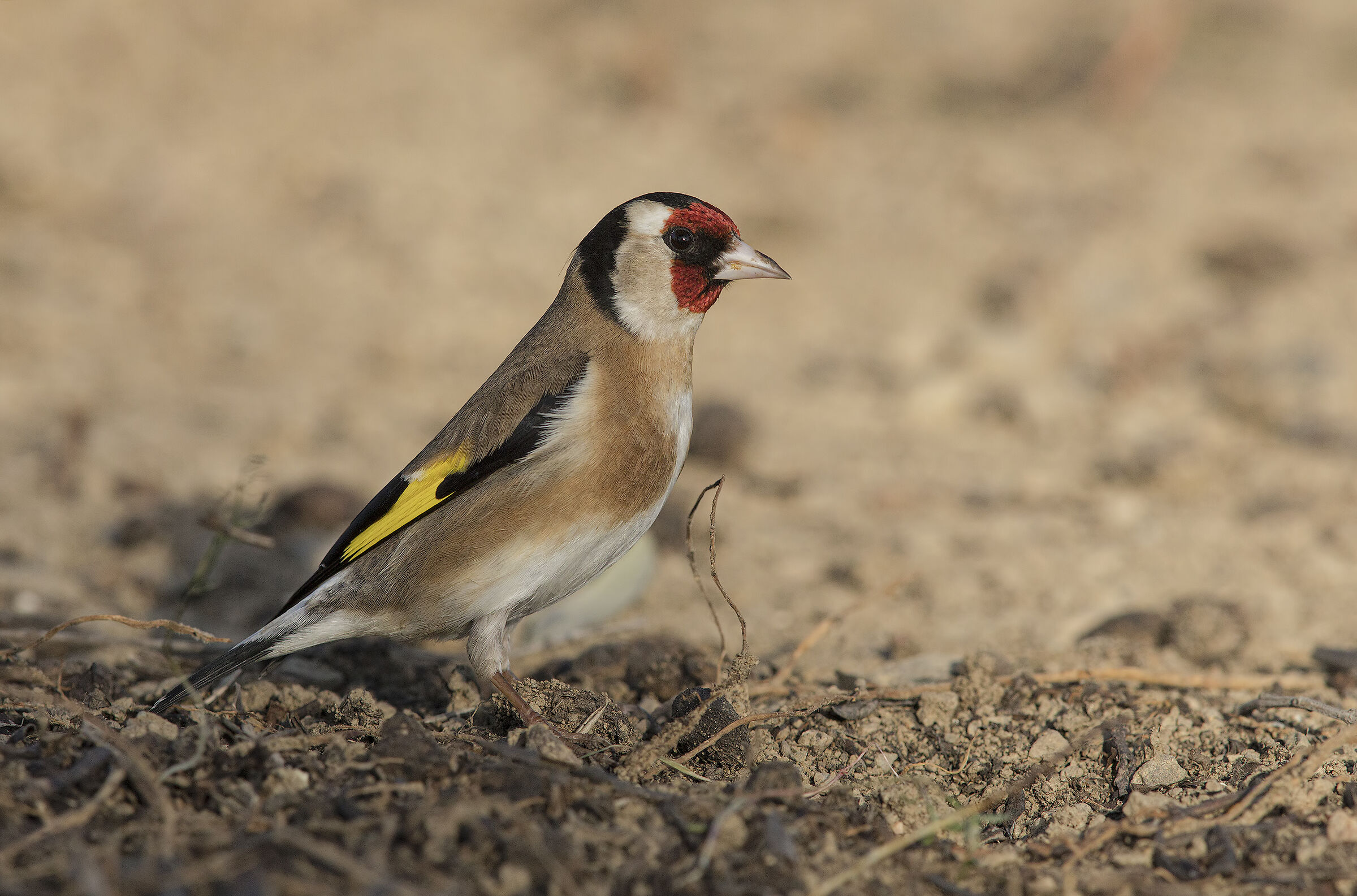 cardellino (carduelis carduelis)
