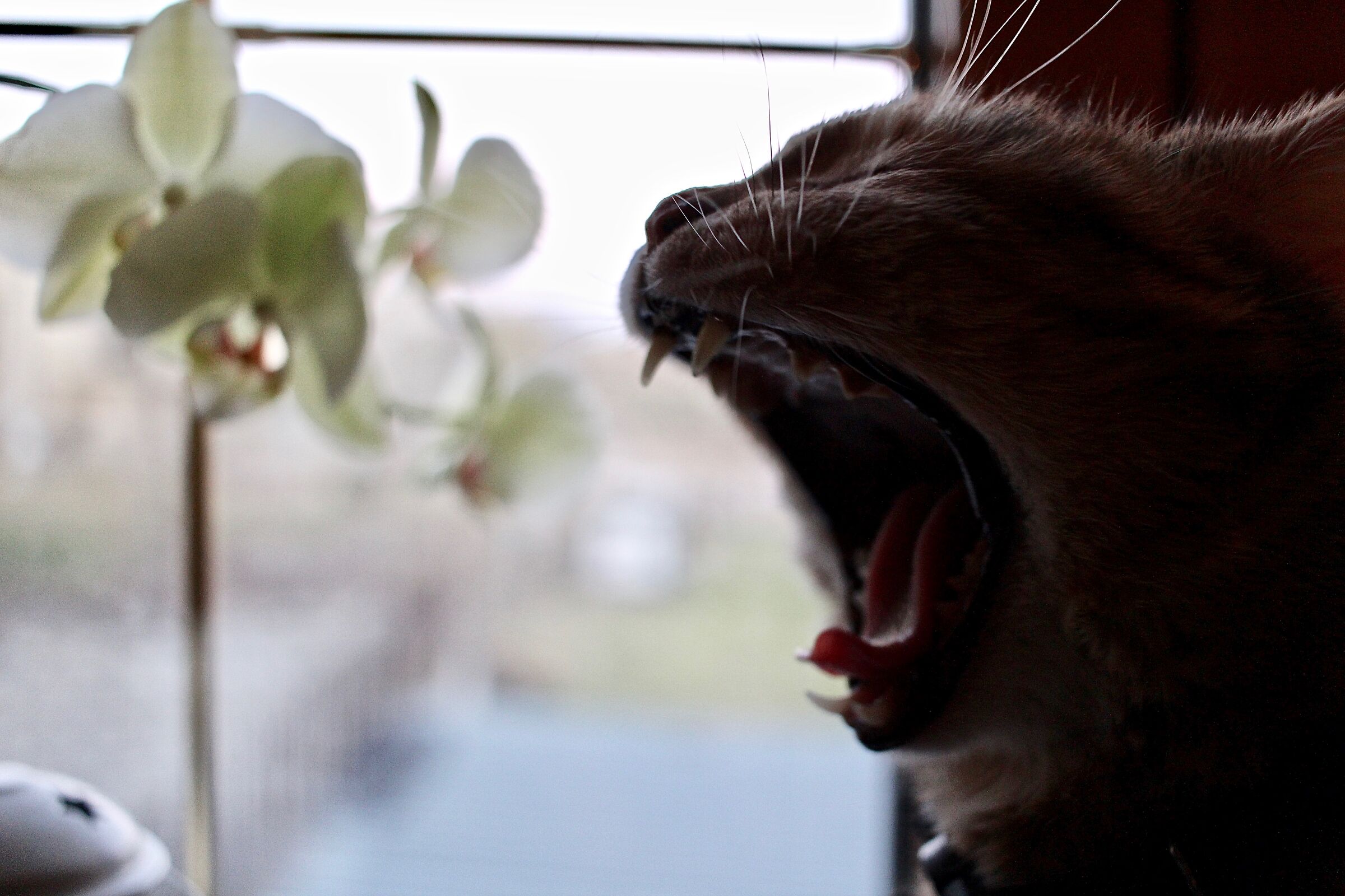 don't make me angry!