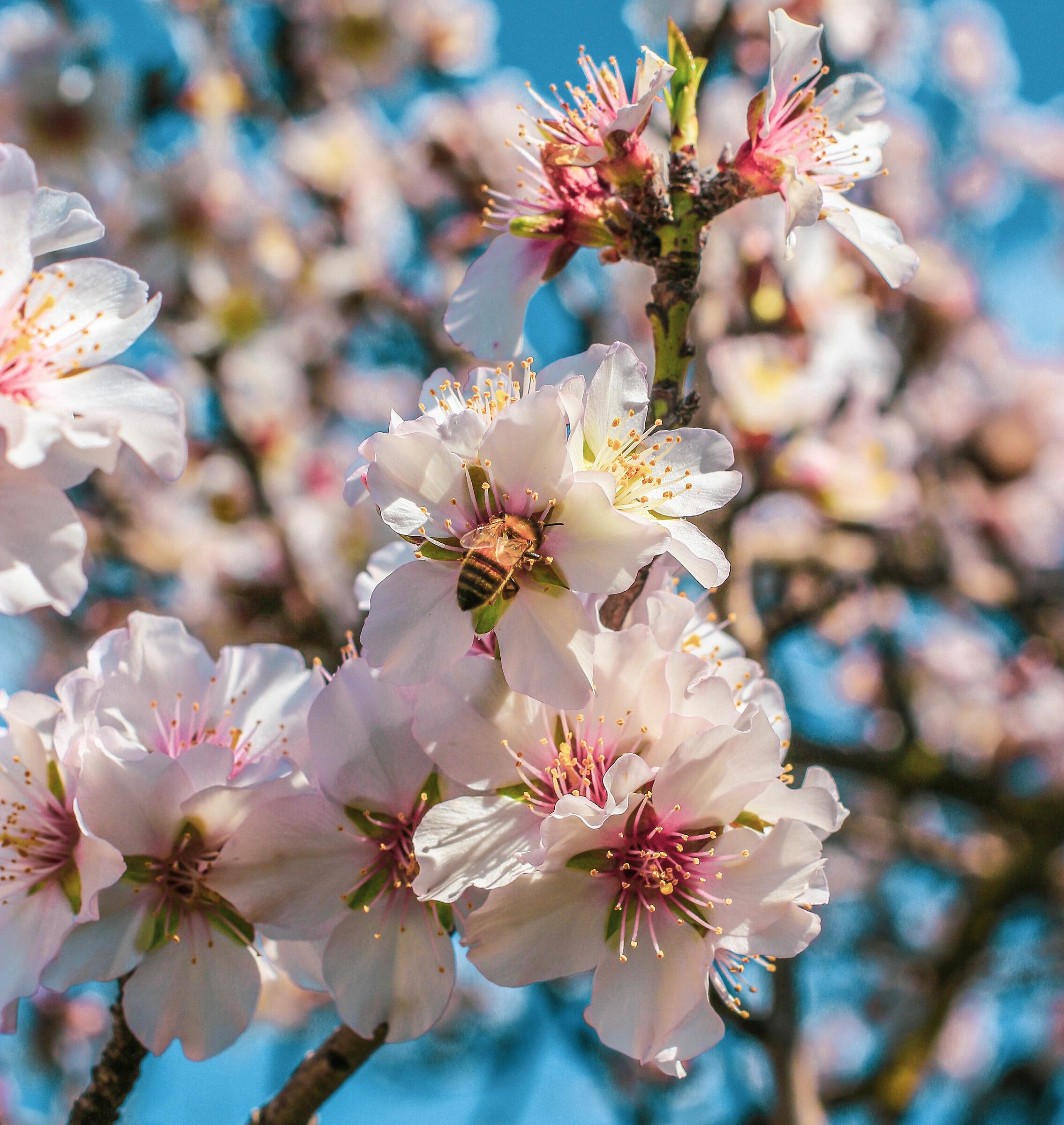 ape su fiori di mandorlo