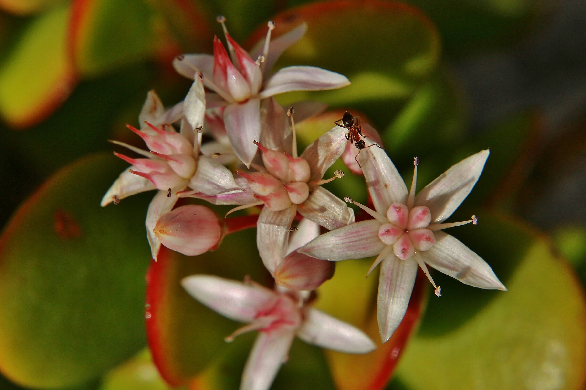 Fiori di Crassula Ovata con ospite
