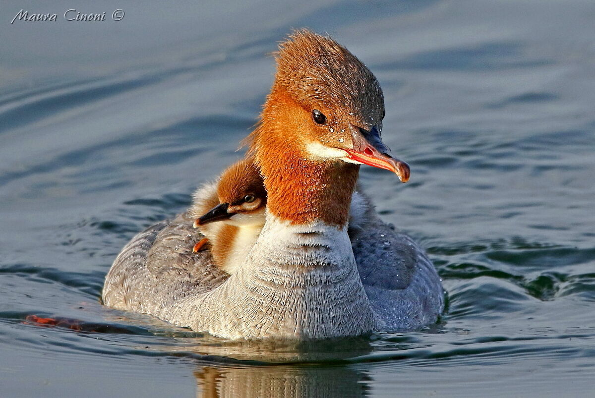 Smergo Maggiore con Pullo
