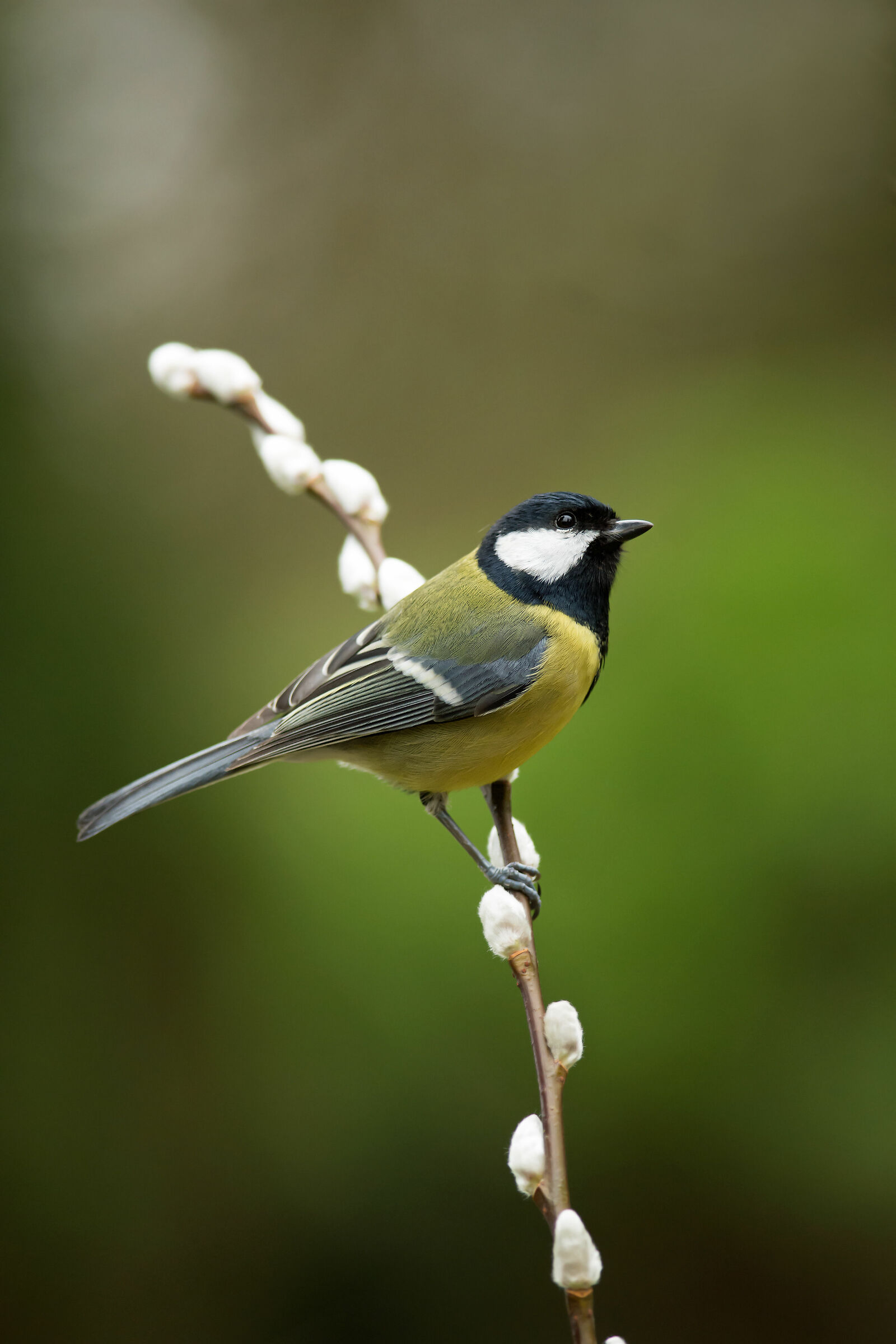 Ottima tit