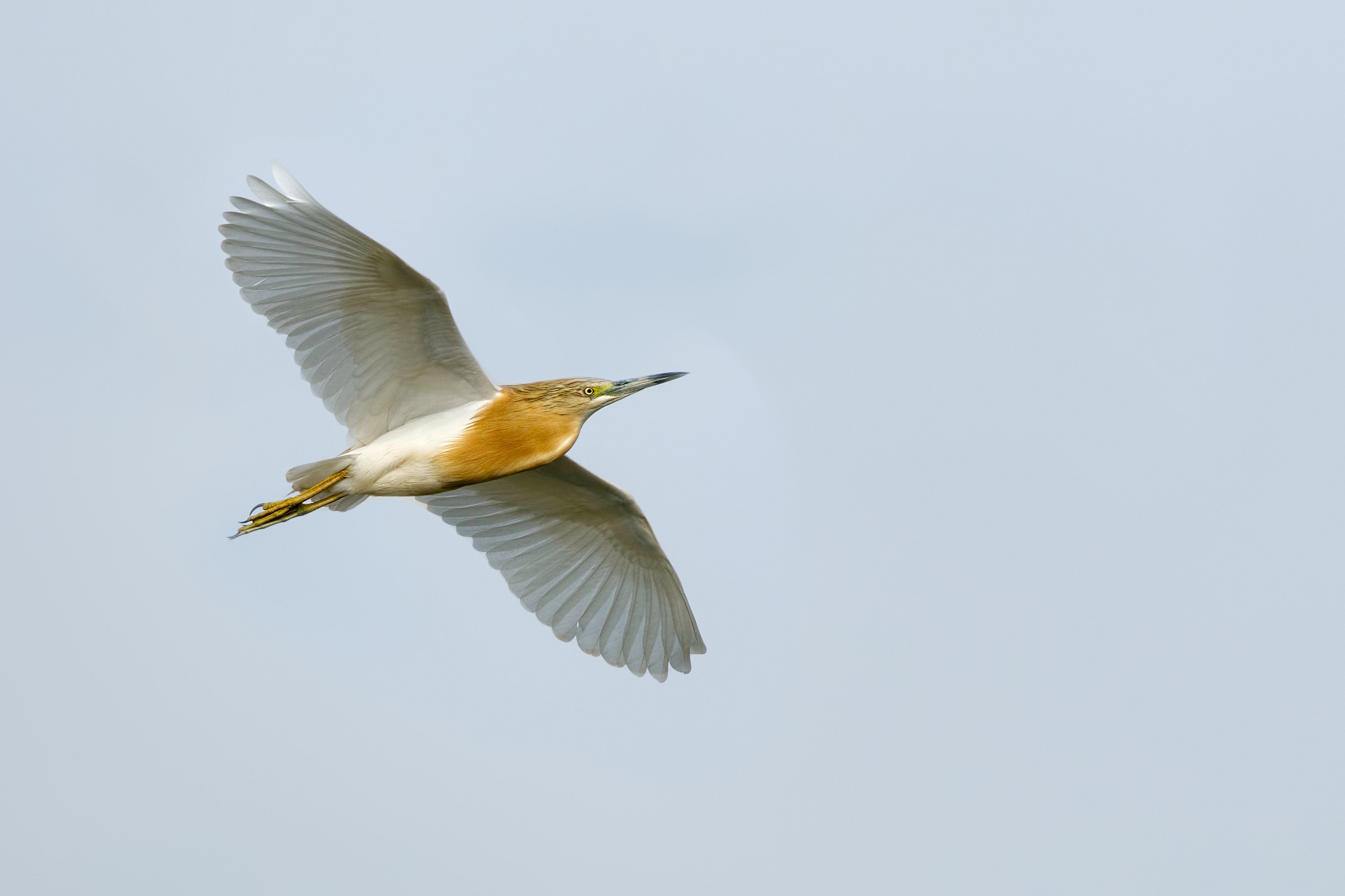 Squacco (Ardeola ralloide)