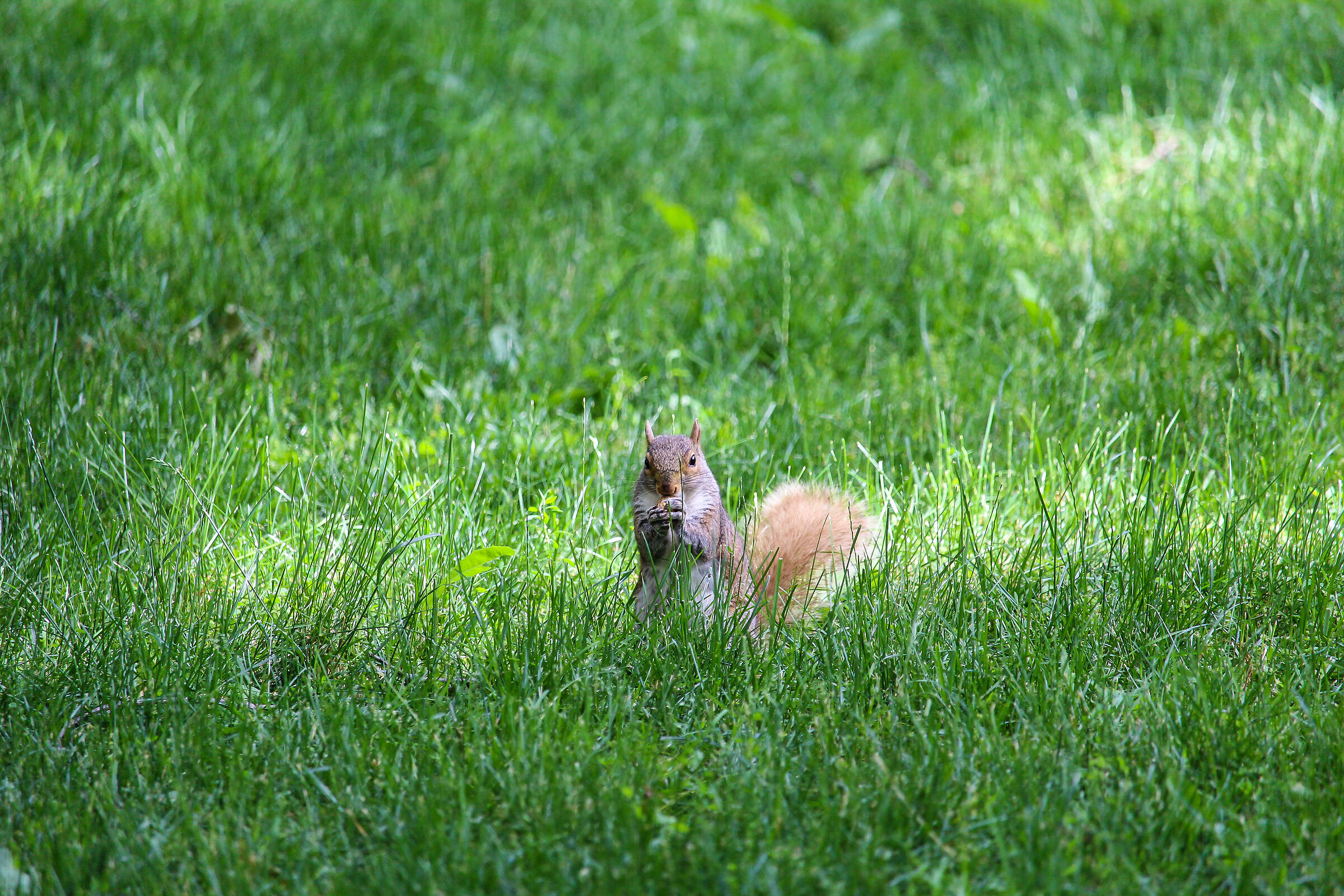 Greedy Squirrel in Central Park - Manhattan (NYC)