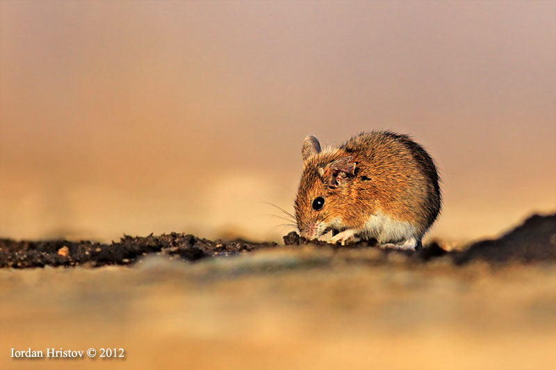 mammal photography danbirder.blogspot.com