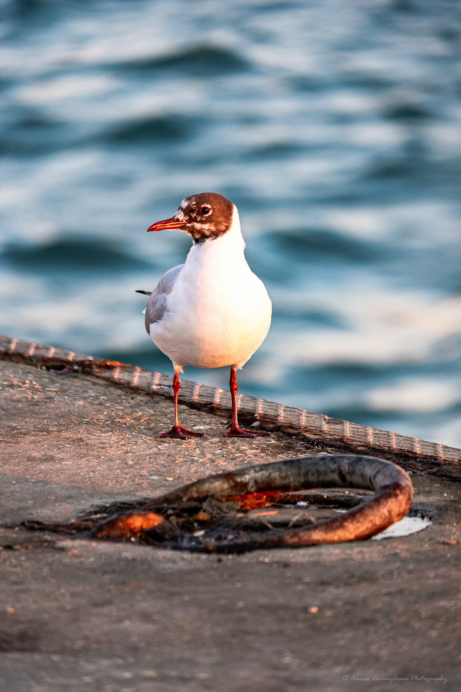 A cage on fiumicino's pier.