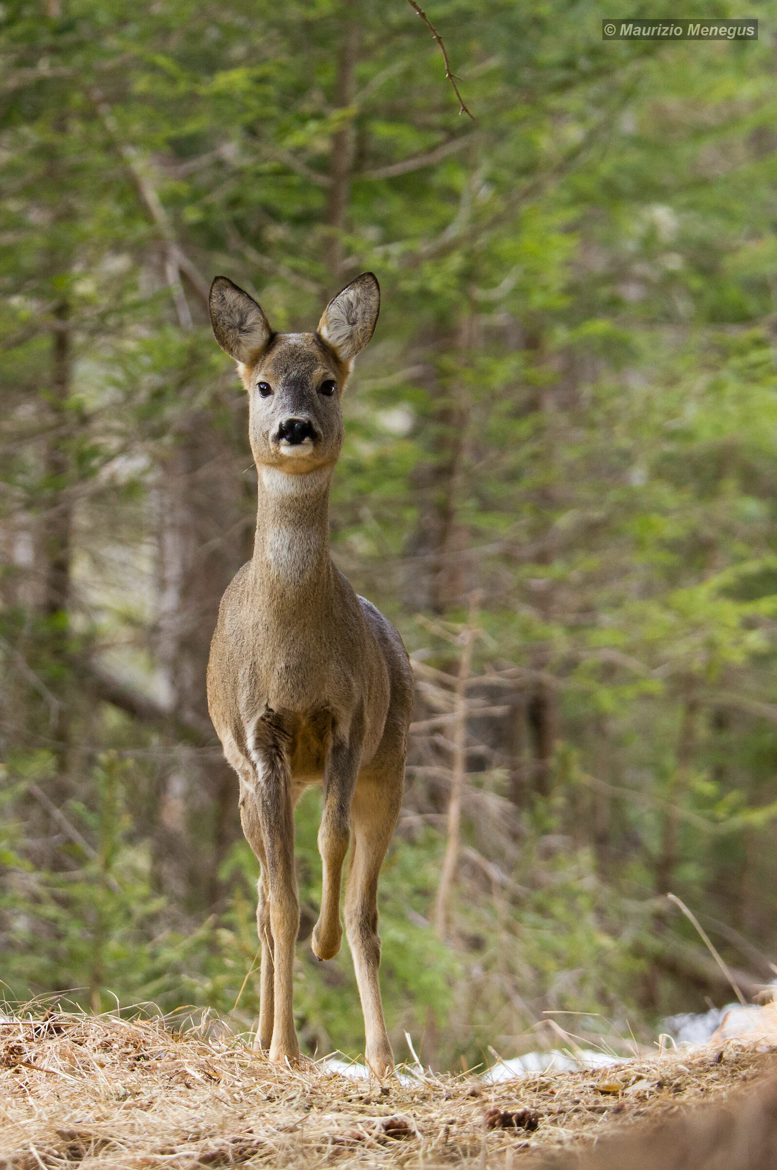 Femmina di capriolo a febbraio