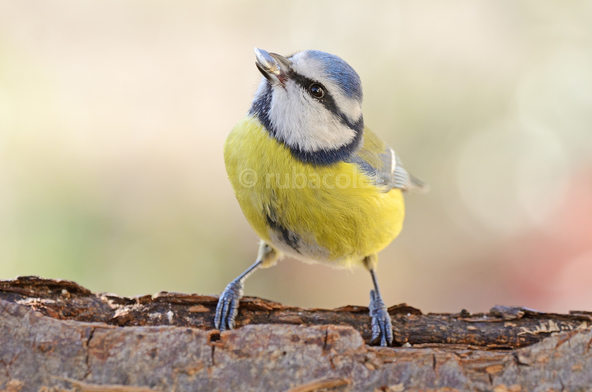 Fai vedere cosa mangi!