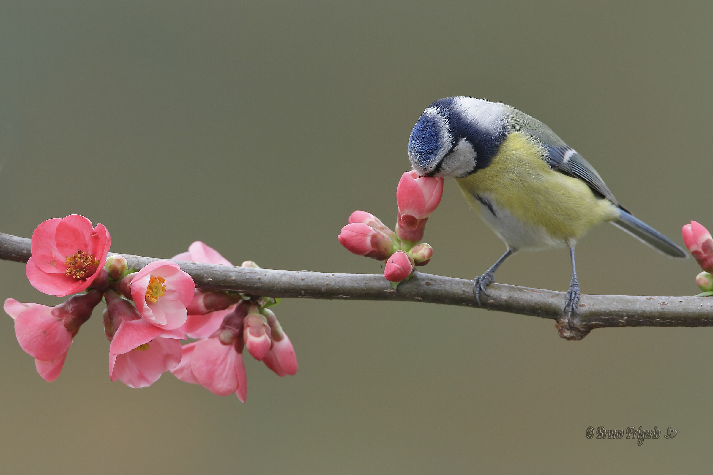 cinciarella- profumo di primavera
