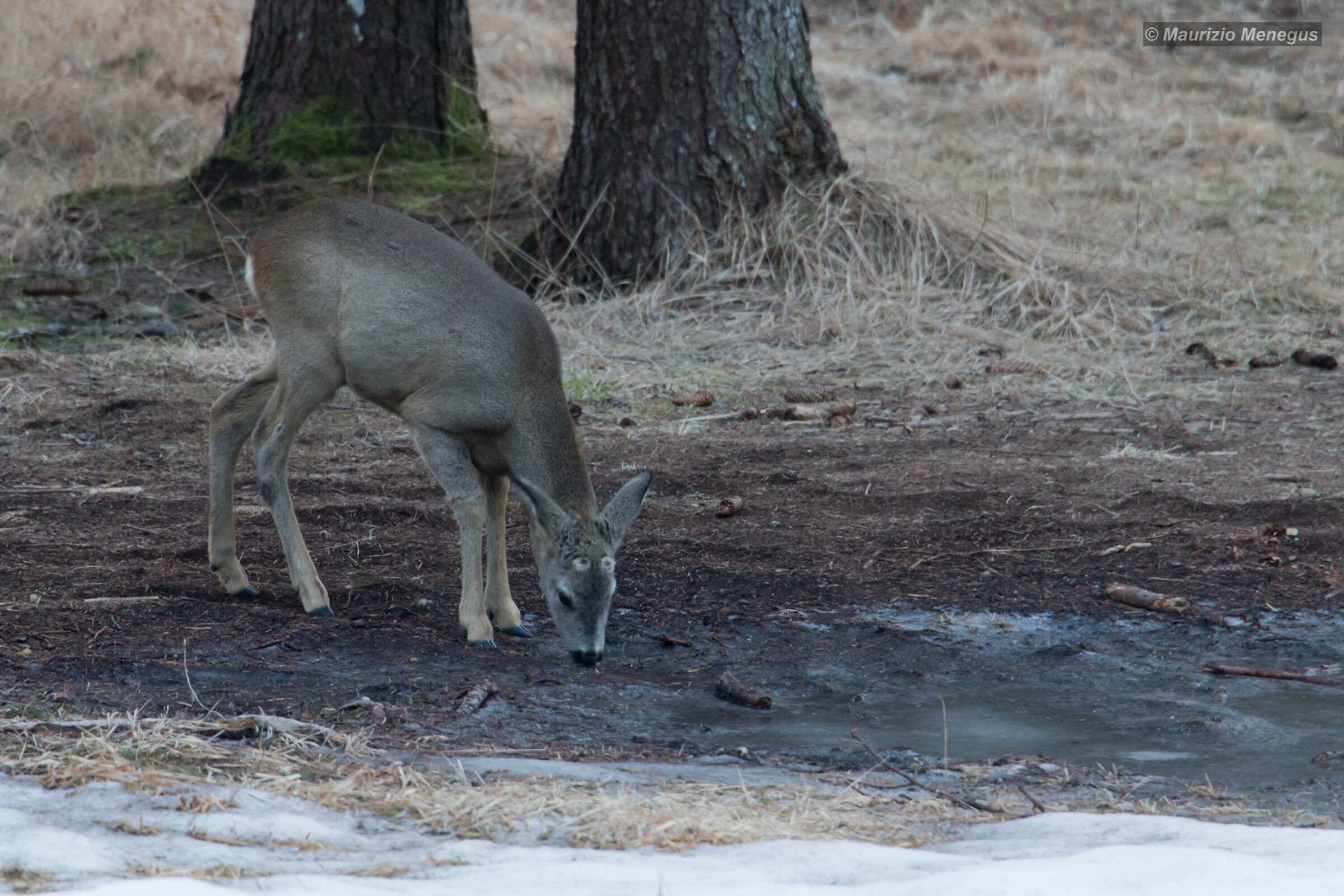Giovane capriolo maschio al primo inverno