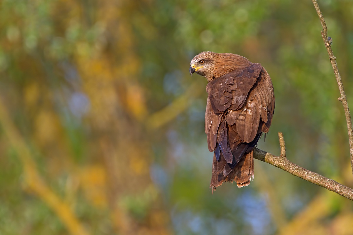 Black Kite