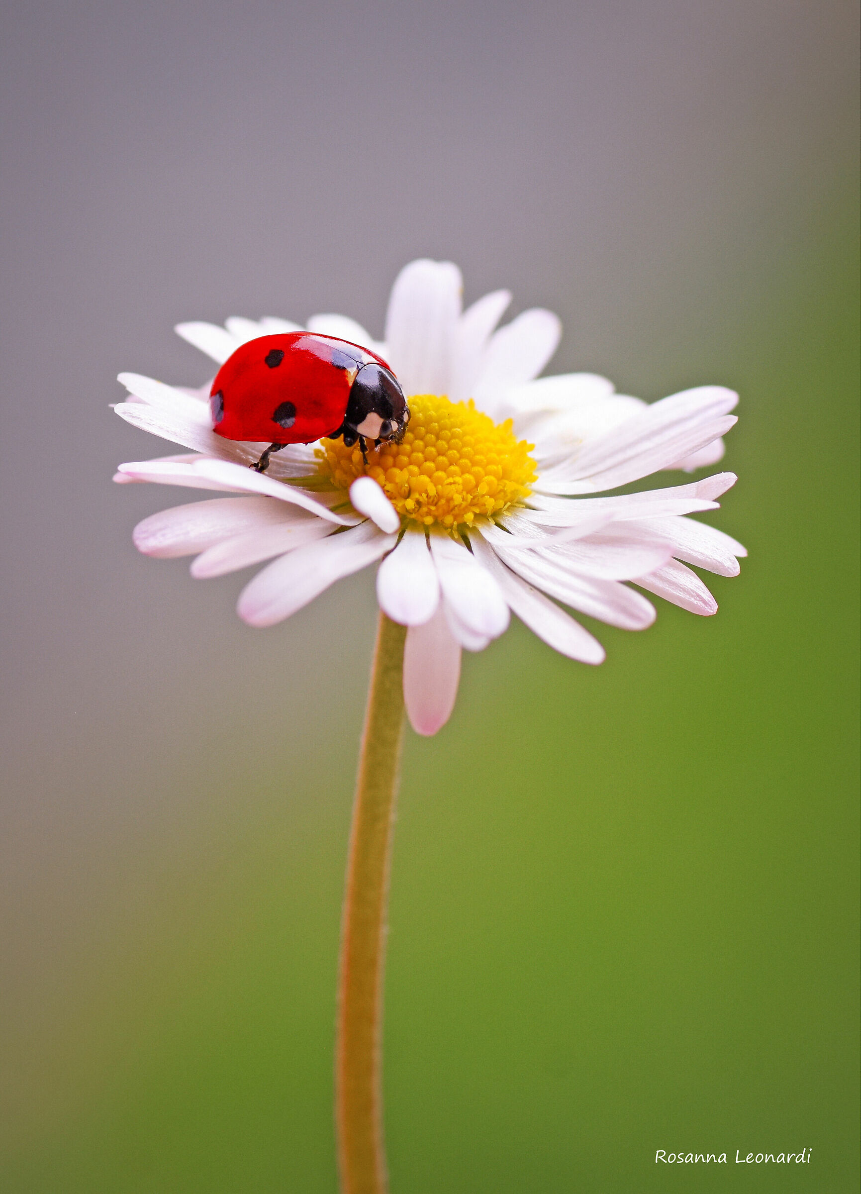 Ladybug