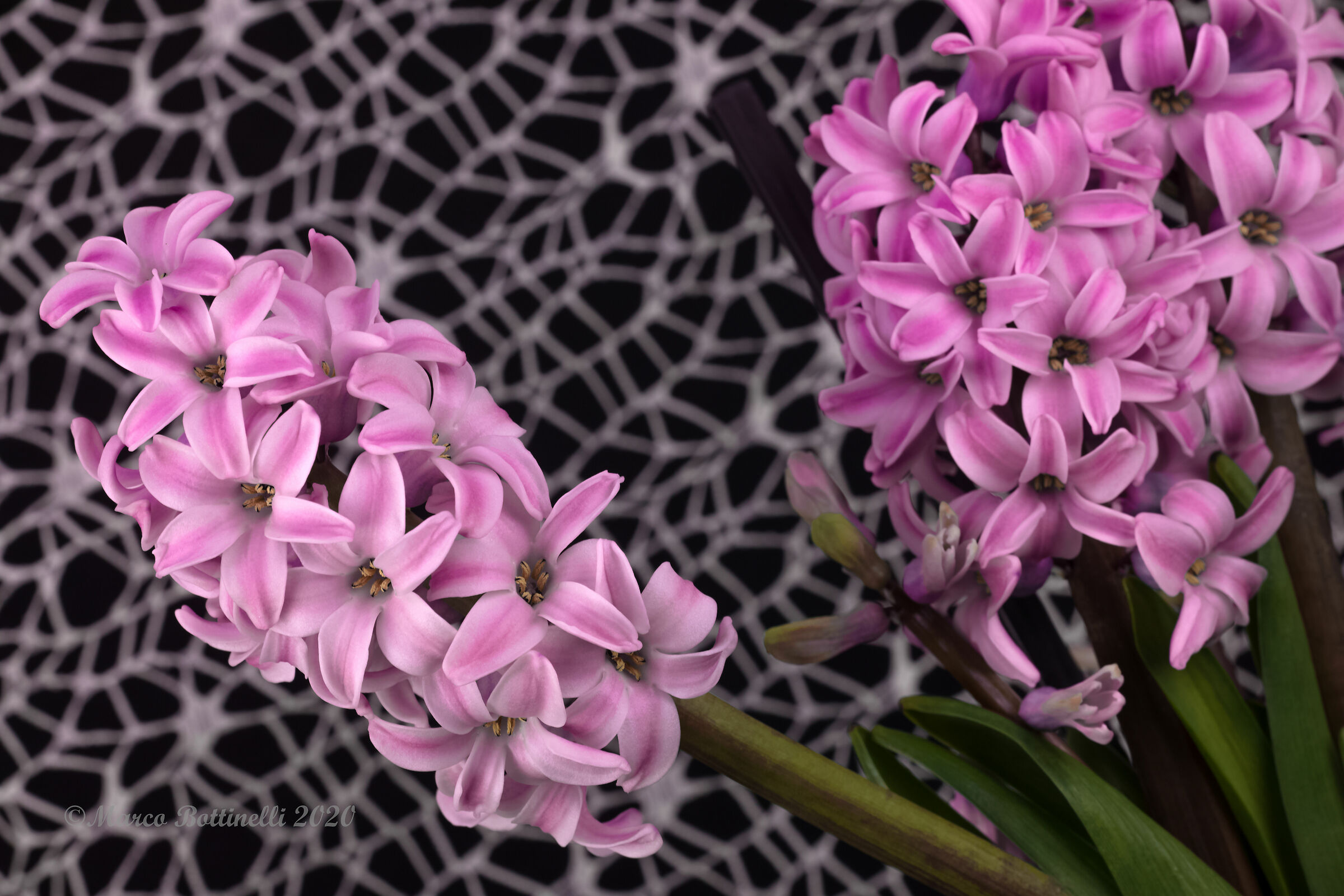 Giacinti in fioritura